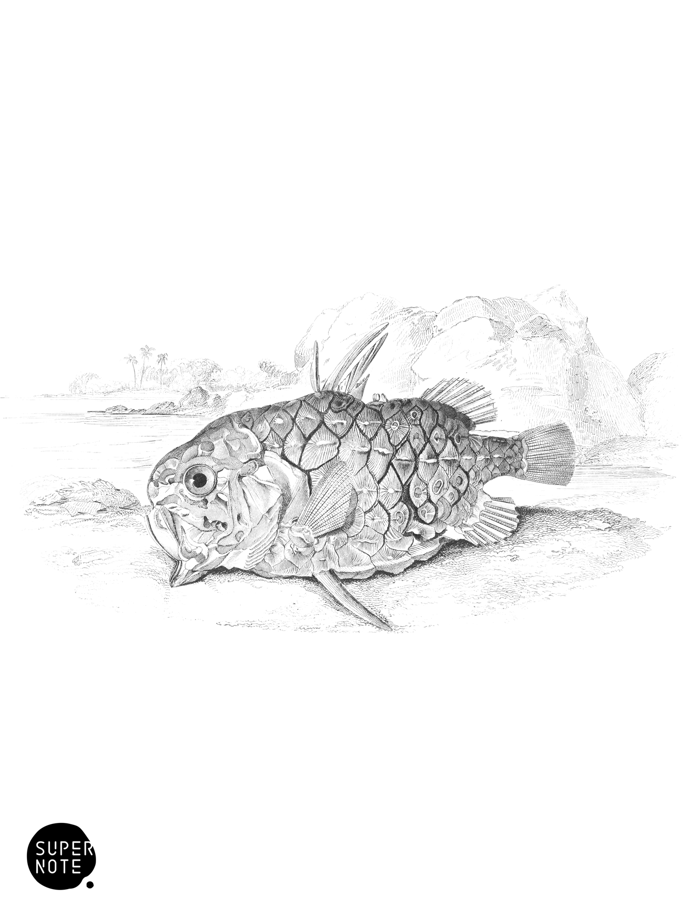 Armed Monocentris (vol-27 plate-14).png