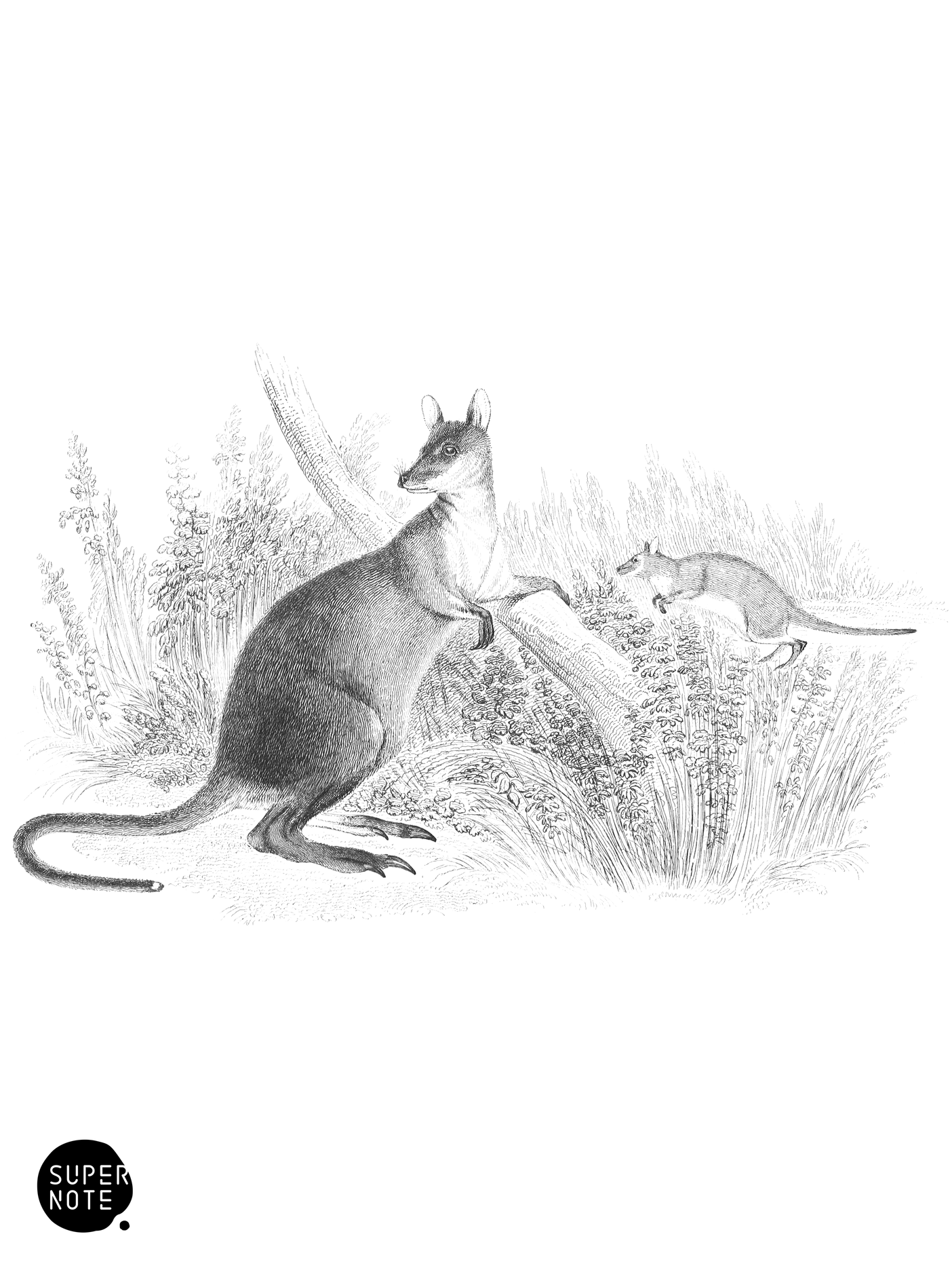 Aröe Kangaroo (vol-30 plate-20).png