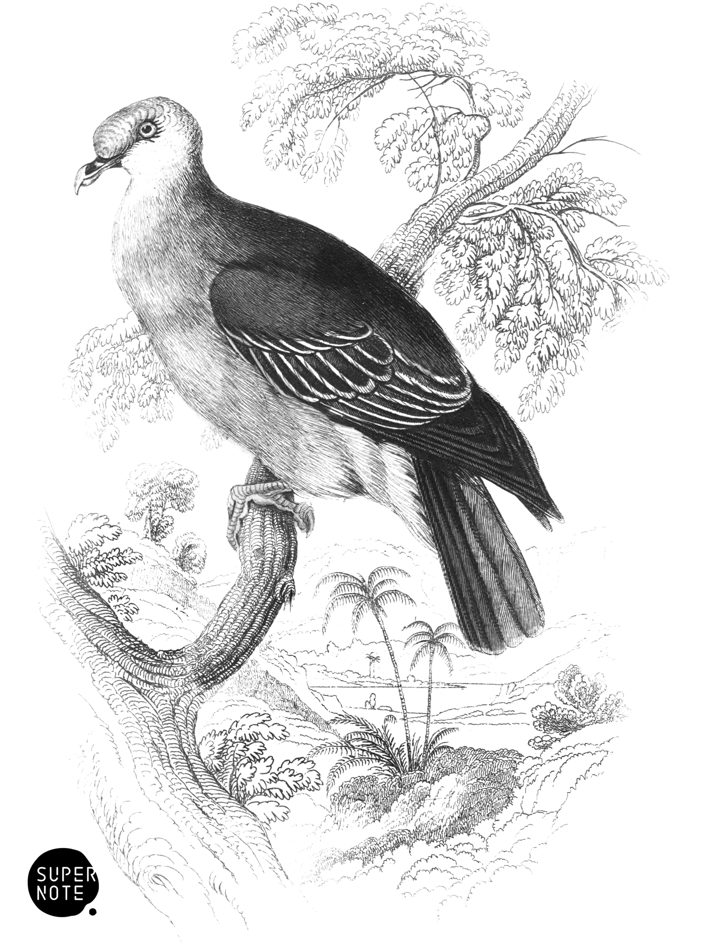 Aromatic Vinago (vol-09 plate-1).png