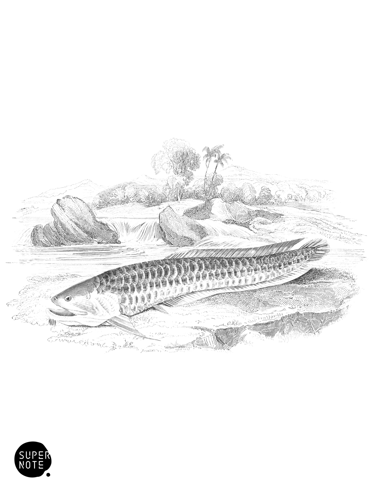 Arowana of Guiana (vol-32 plate-12).png