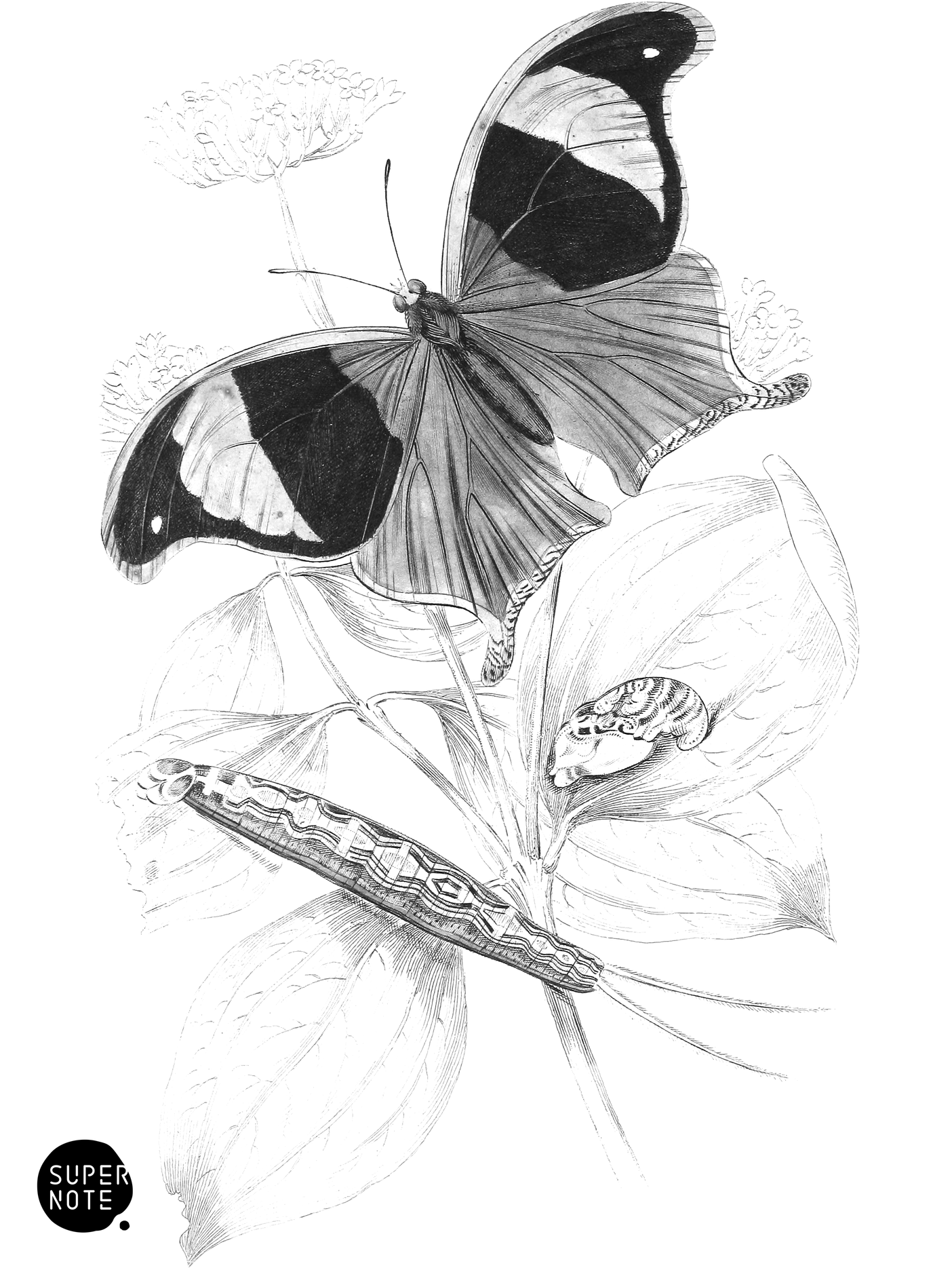 Arpidea Chorinæa (vol-18 plate-23).png