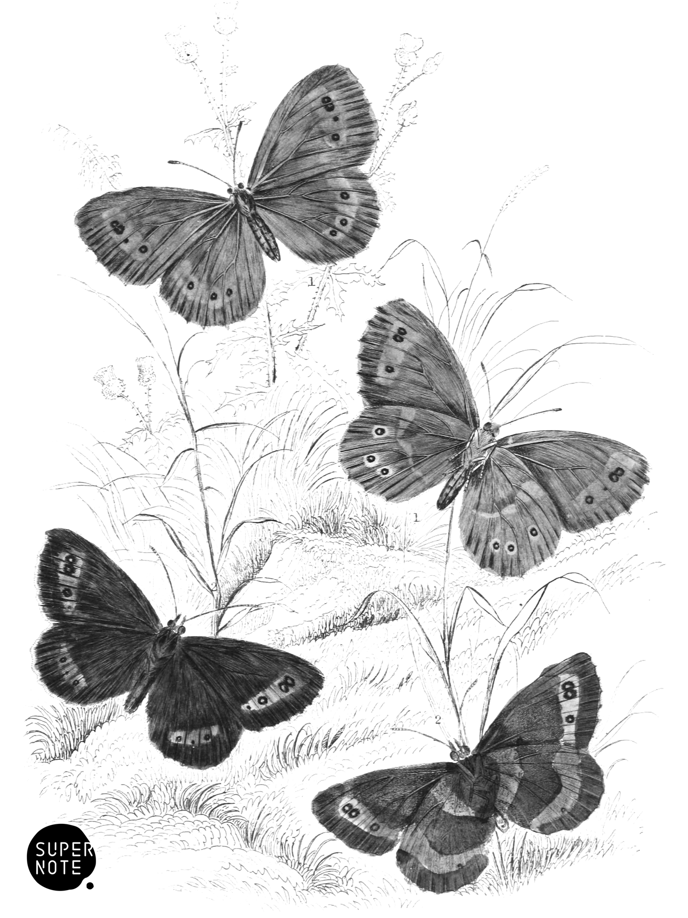 Arran Brown & Scotch Argus Butterflies (vol-10 plate-25).png