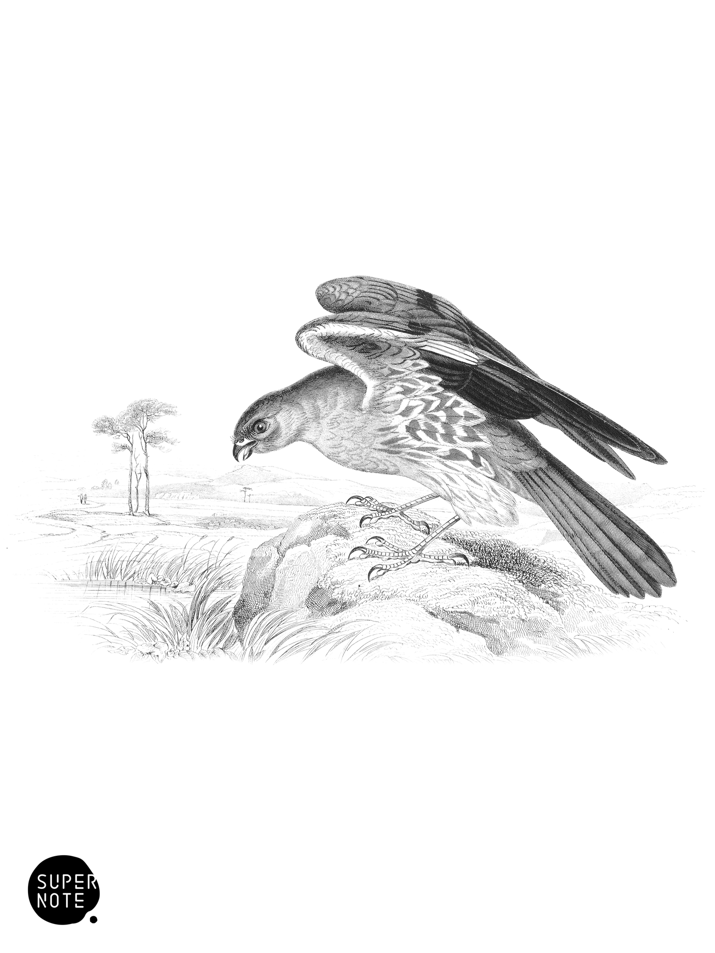 Ash-Coloured Harrier (vol-20 plate-23).png