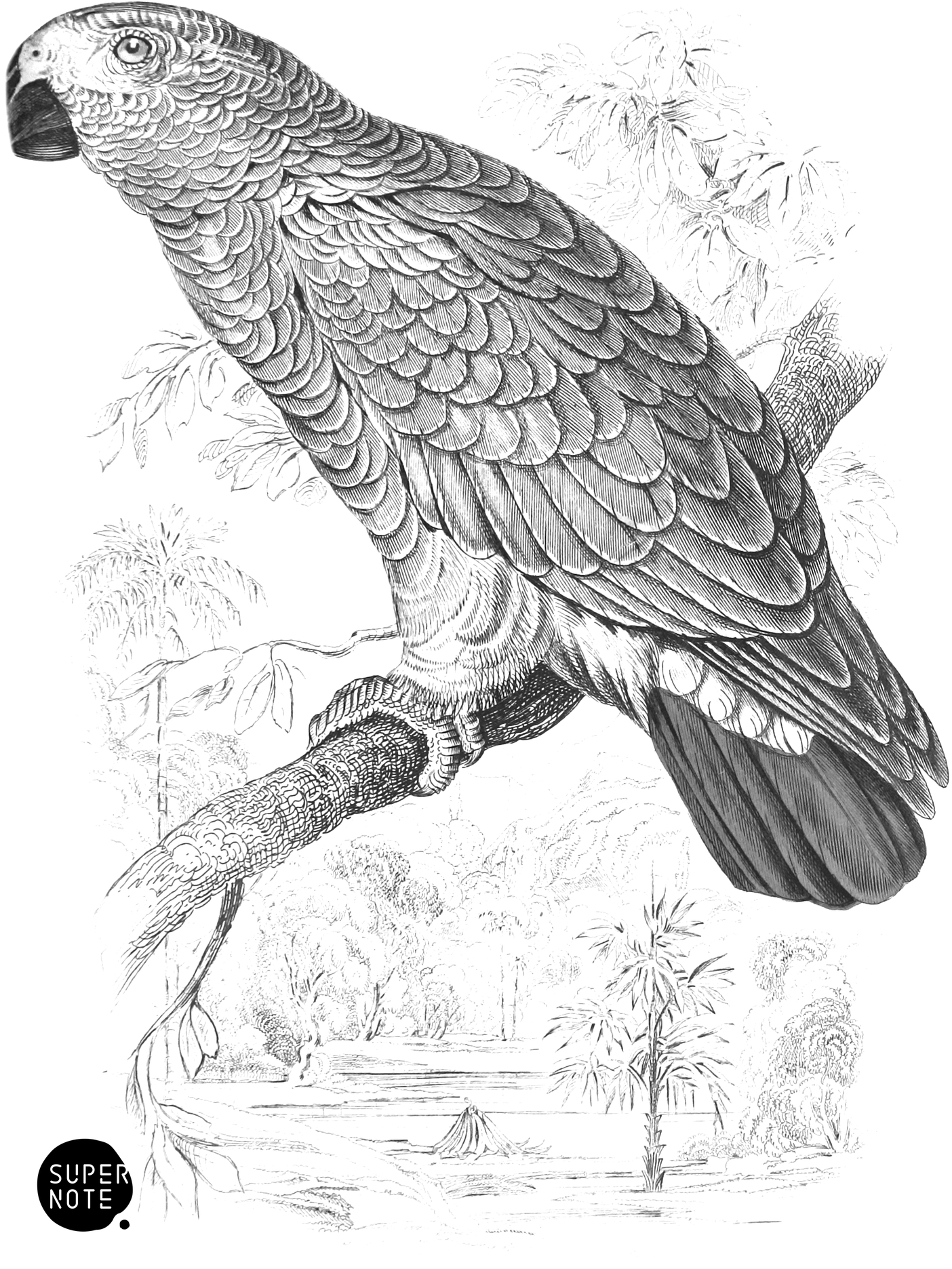 Ash-Coloured or Grey Parrot (vol-15 plate-10).png