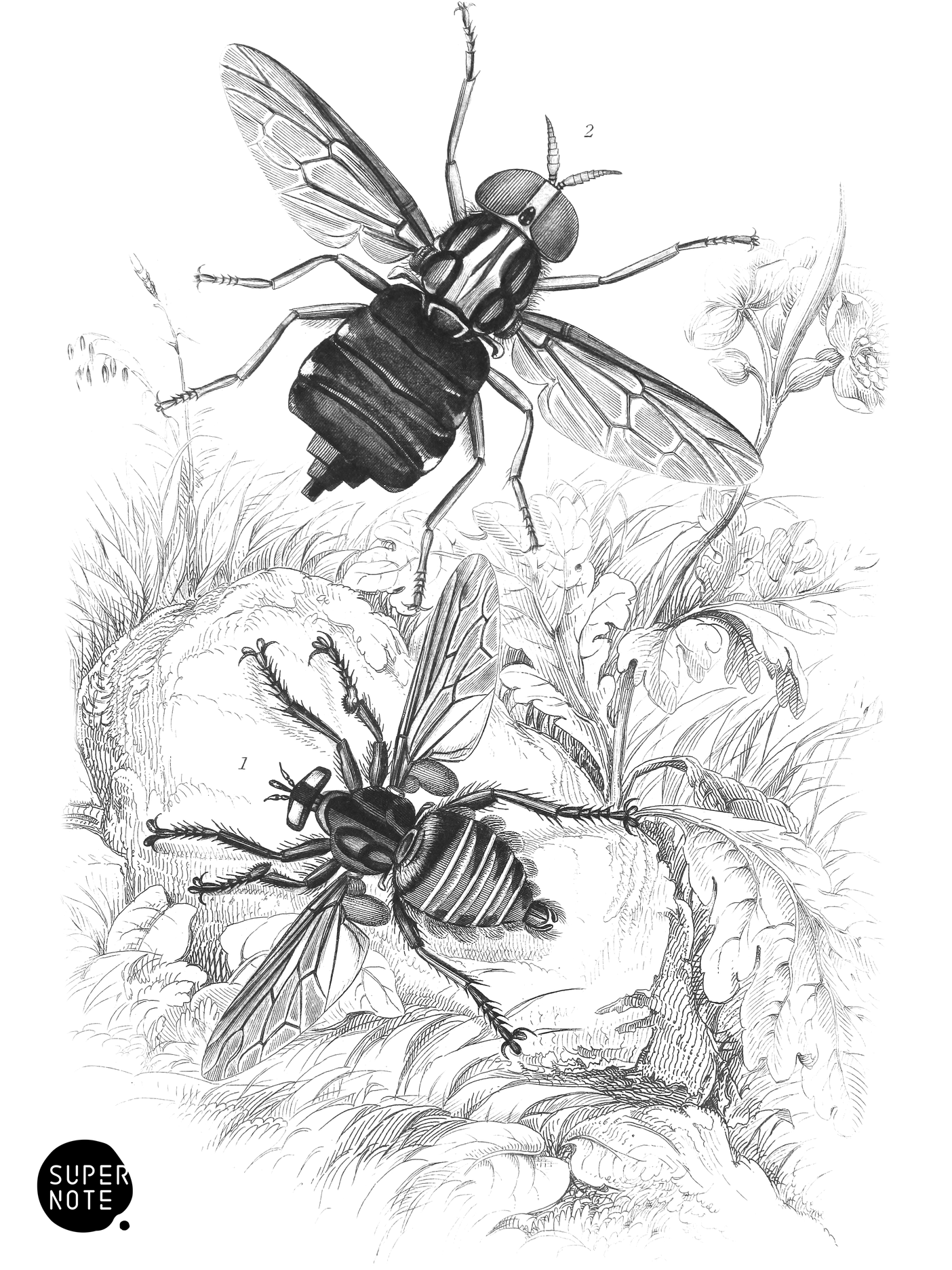 Asilus (Blepharotes) Abdominalis & Acanthomera Immantis (vol-29 plate-35).png