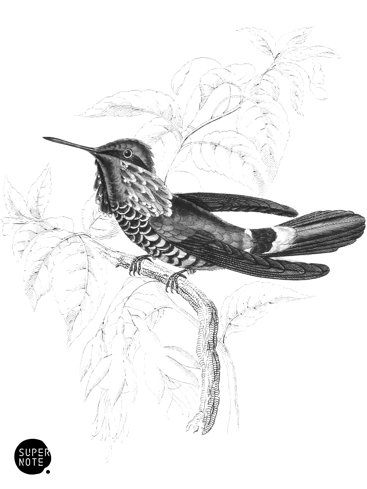 Audenet’s Humming-Bird (vol-01 plate-17).png