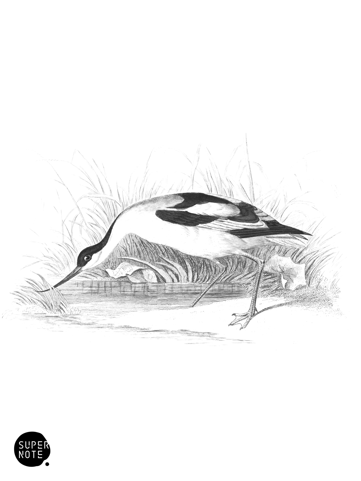 Avoset (vol-34 plate-21).png