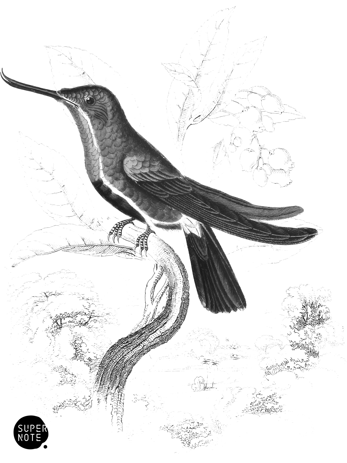 Avoset-Billed Humming-Bird (vol-01 plate-2).png