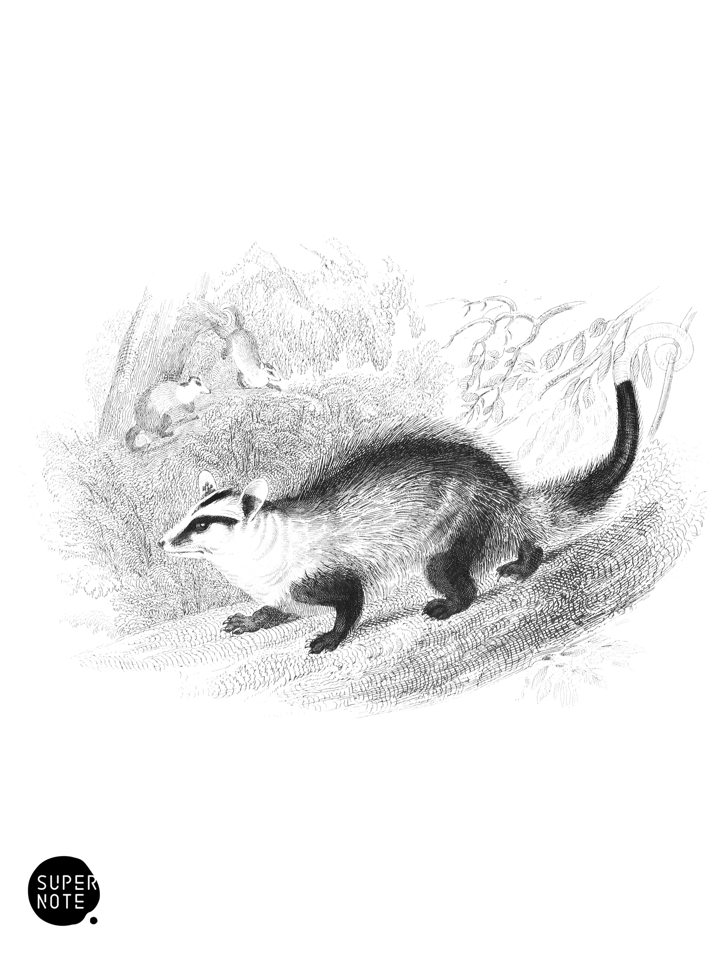 Azara’s Opossum (vol-30 plate-1).png