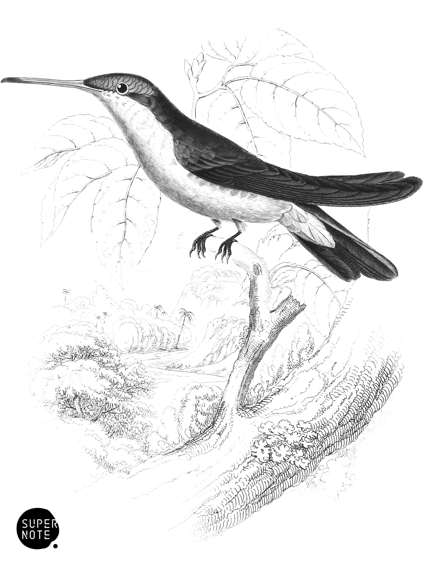 Azur-Crowned Humming-Bird (vol-01 plate-9).png