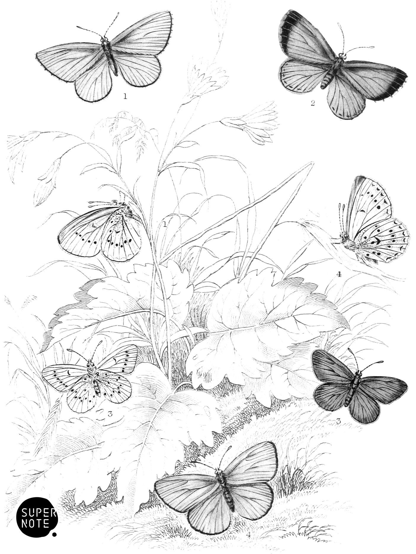 Azure Blue, Bedford Blue & Mazarine Blue Butterflies (vol-10 plate-31).png