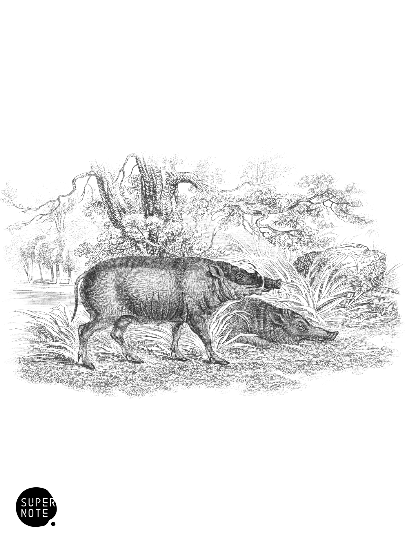 Babiroussa (vol-13 plate-23).png