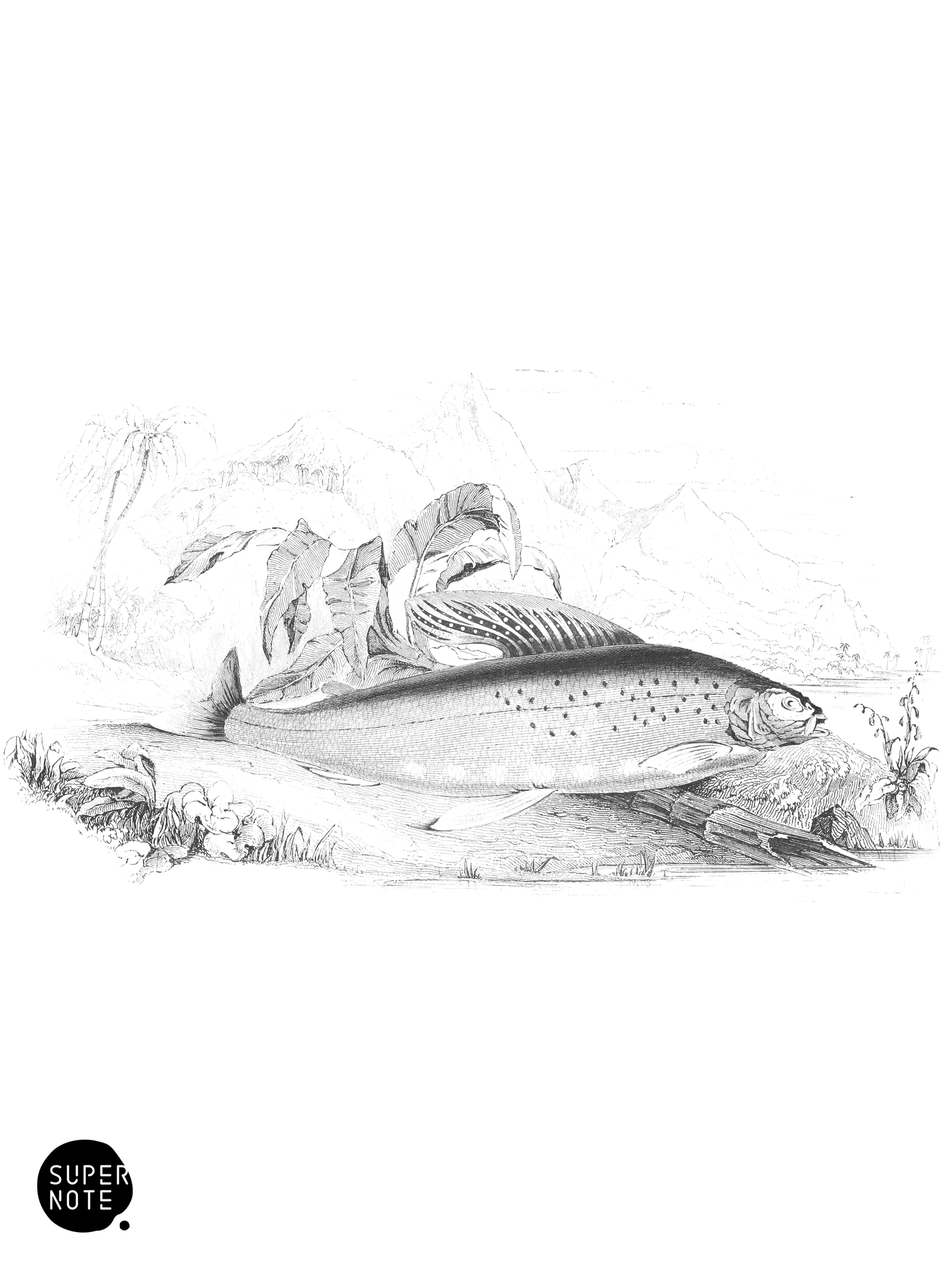 Back’s Grayling (vol-27 plate-11).png