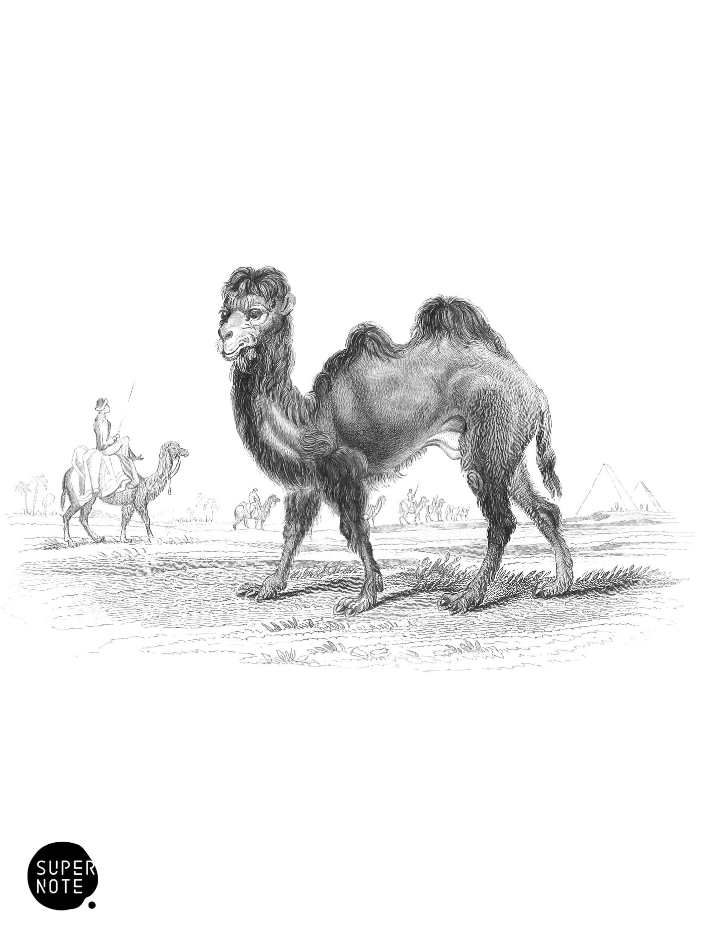 Bactrian Camel (vol-11 plate-1).png