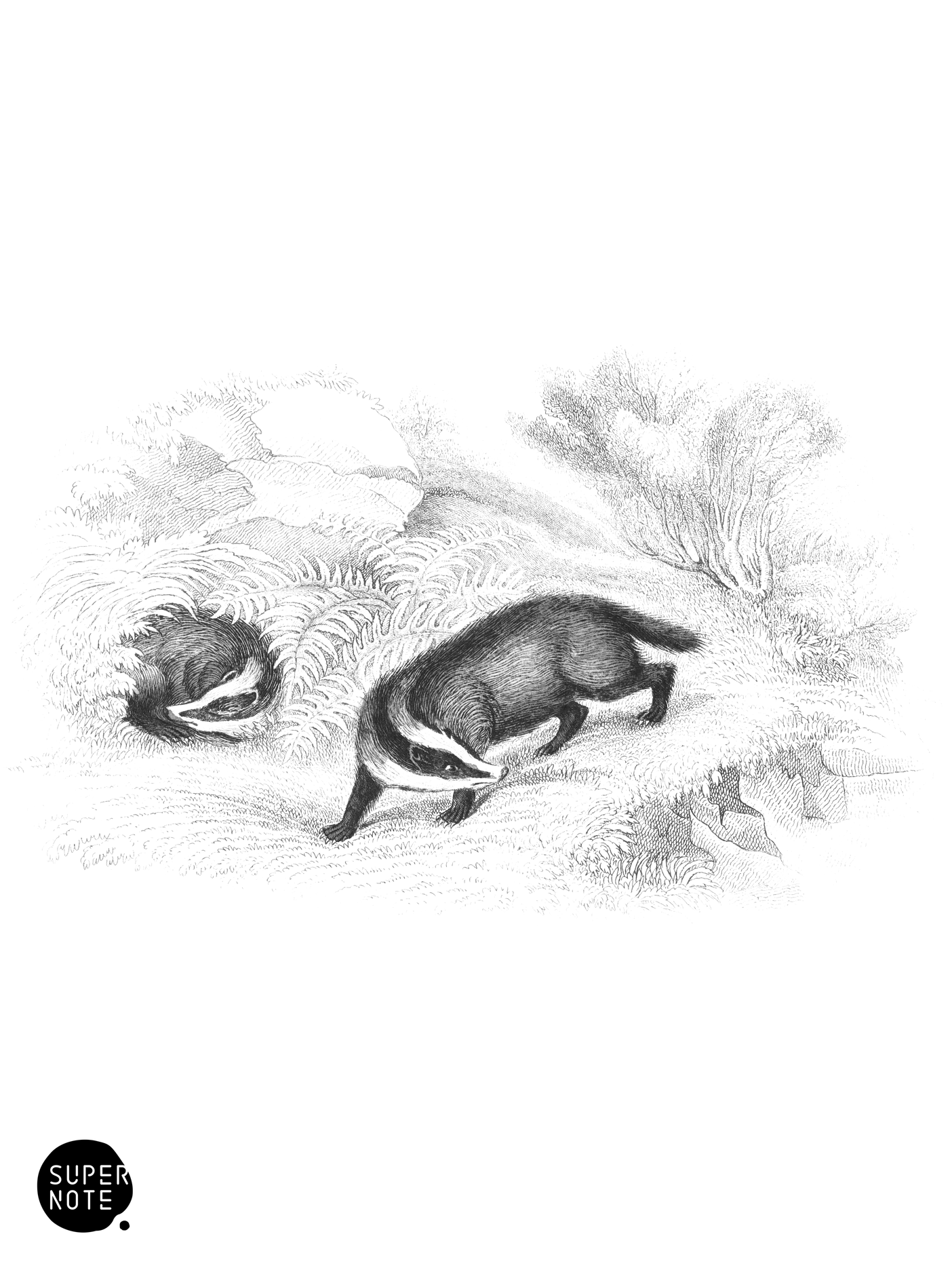 Badger (vol-22 plate-9).png