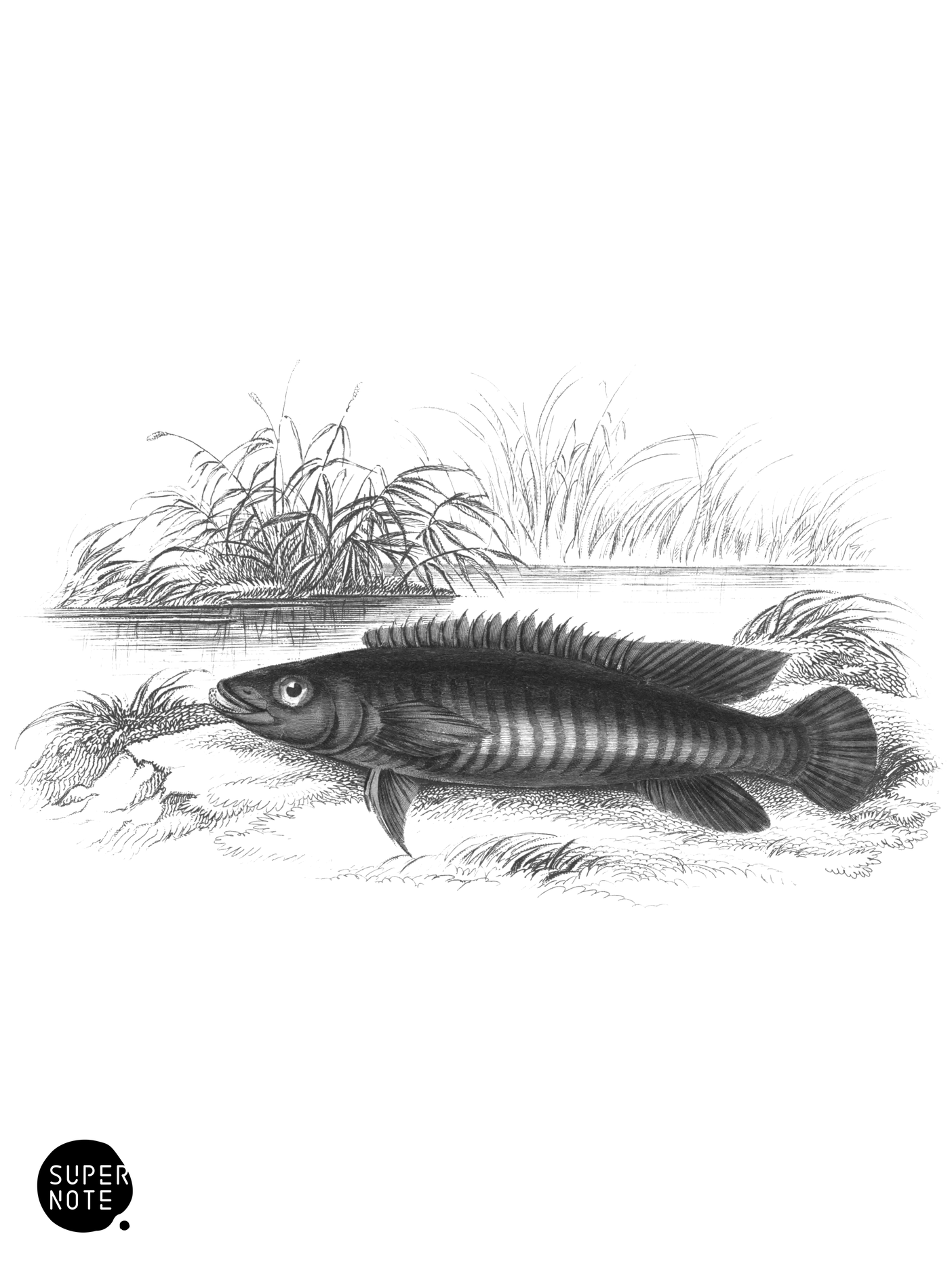 Banded Cychla (vol-38 plate-4).png
