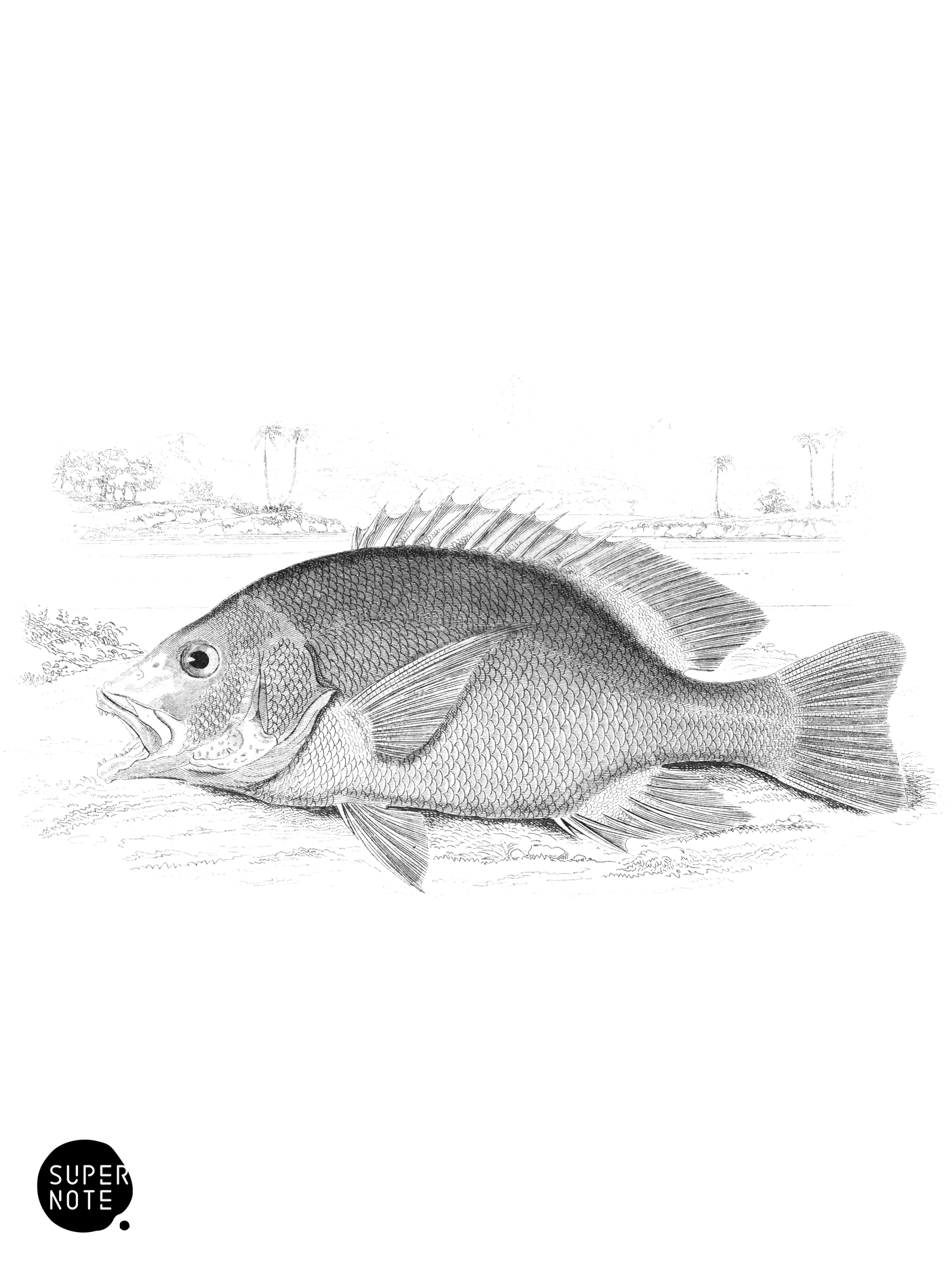 Banded Diacope (vol-07 plate-23).png