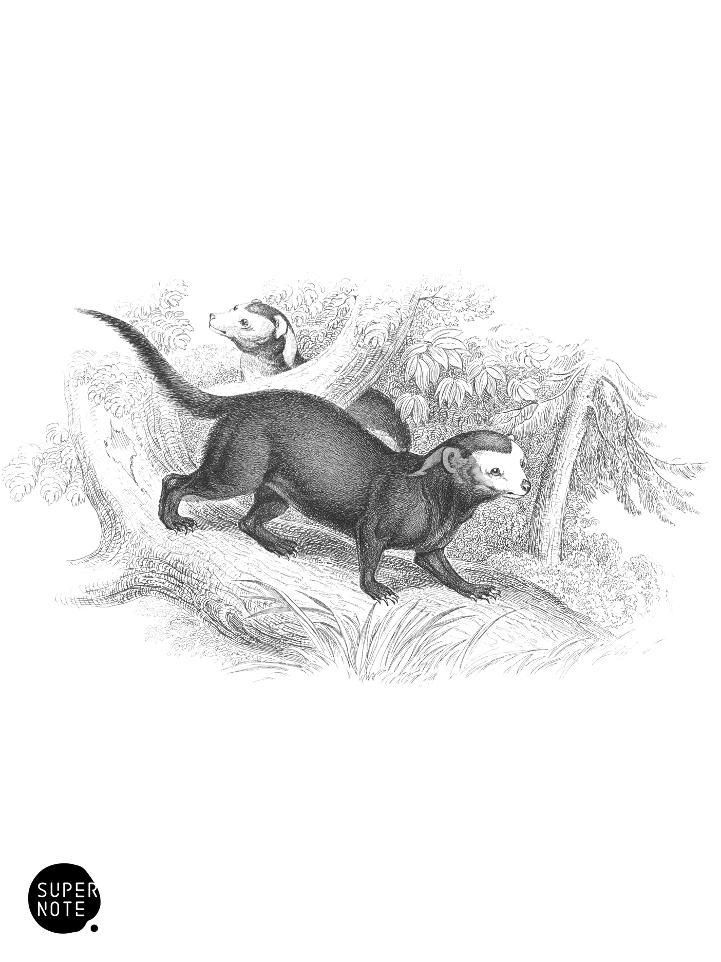 Banded Grison (vol-35 plate-14).png