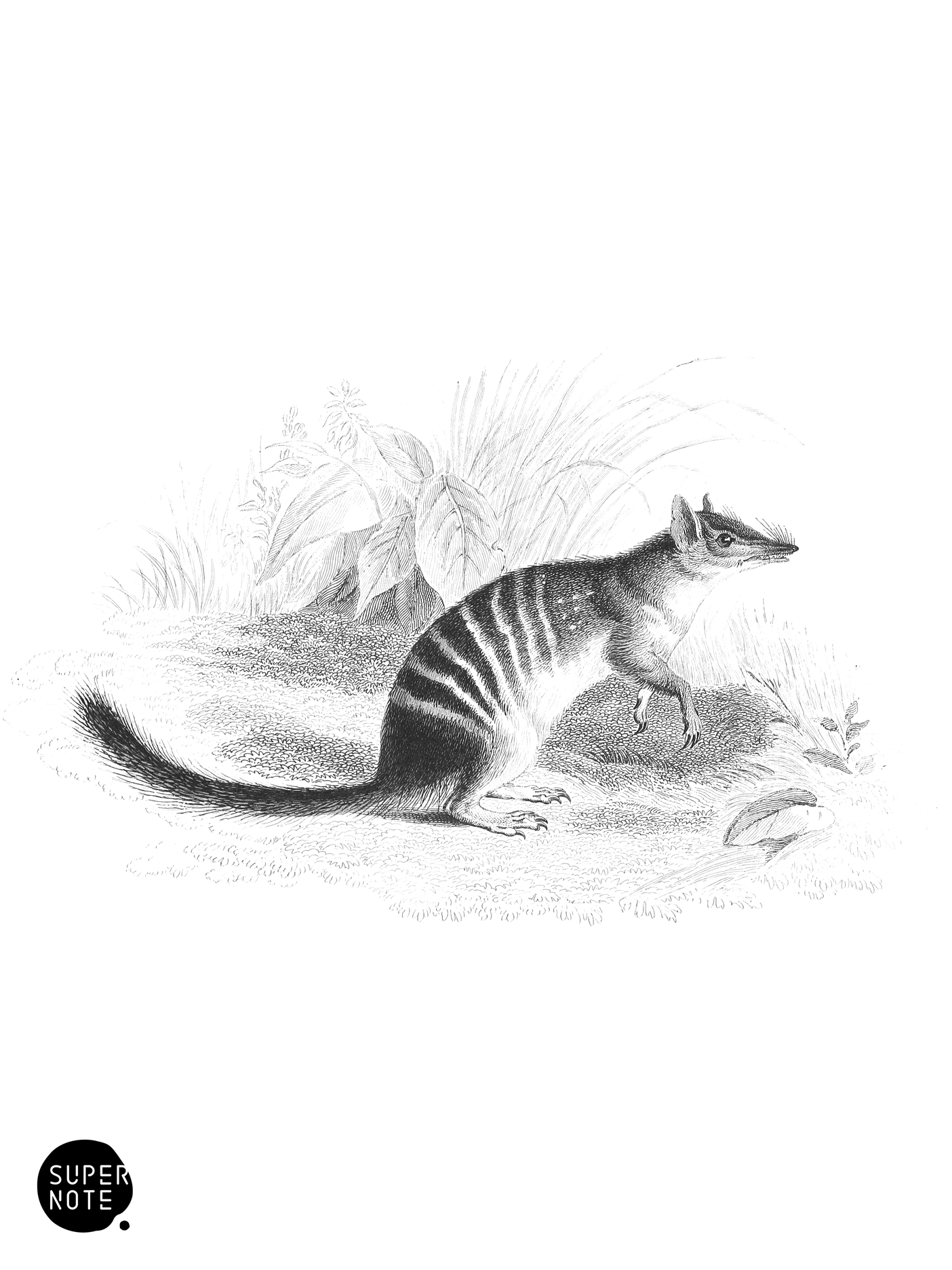 Banded Myrmecobius (vol-30 plate-11).png
