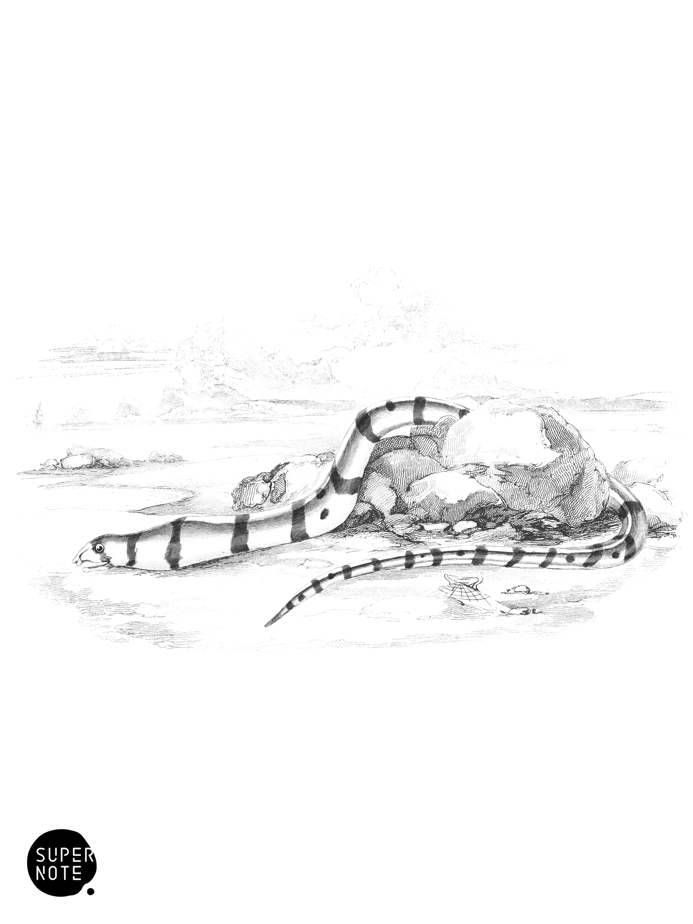 Banded Ophisurus (vol-27 plate-1).png