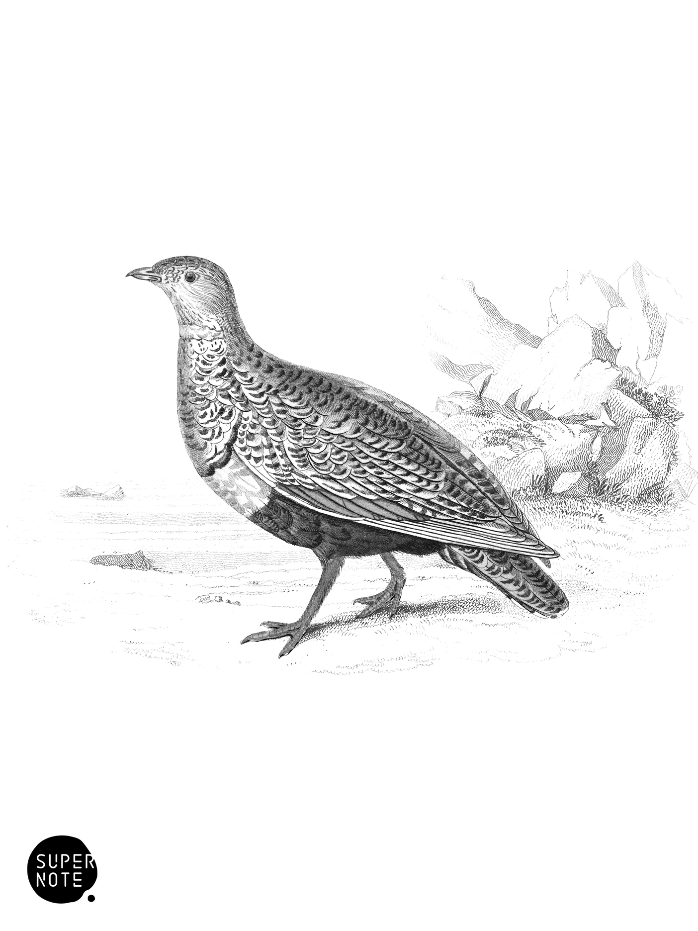 Banded Sand Grouse (Female) (vol-06 plate-24).png