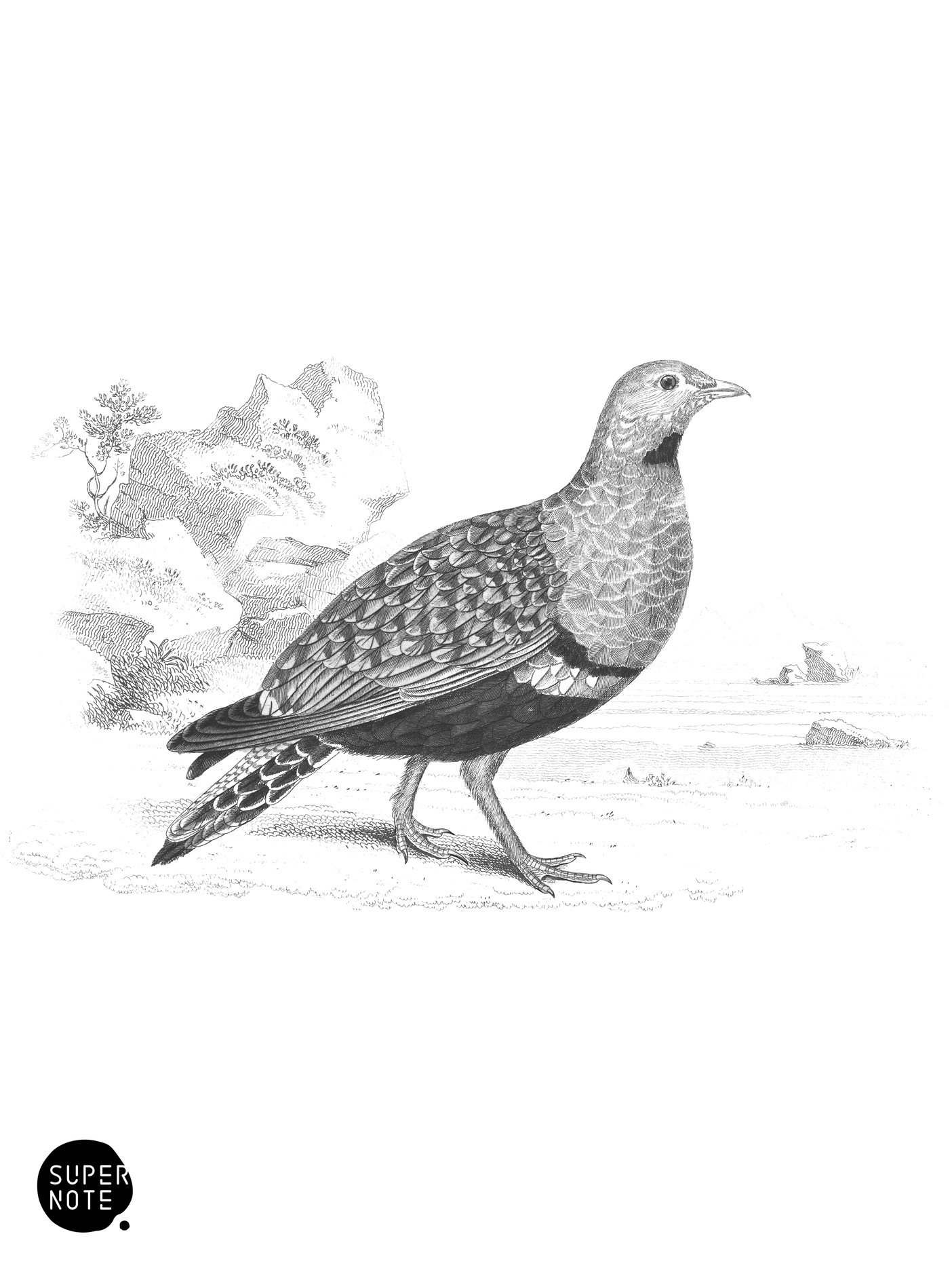 Banded Sand Grouse (Male) (vol-06 plate-25).png