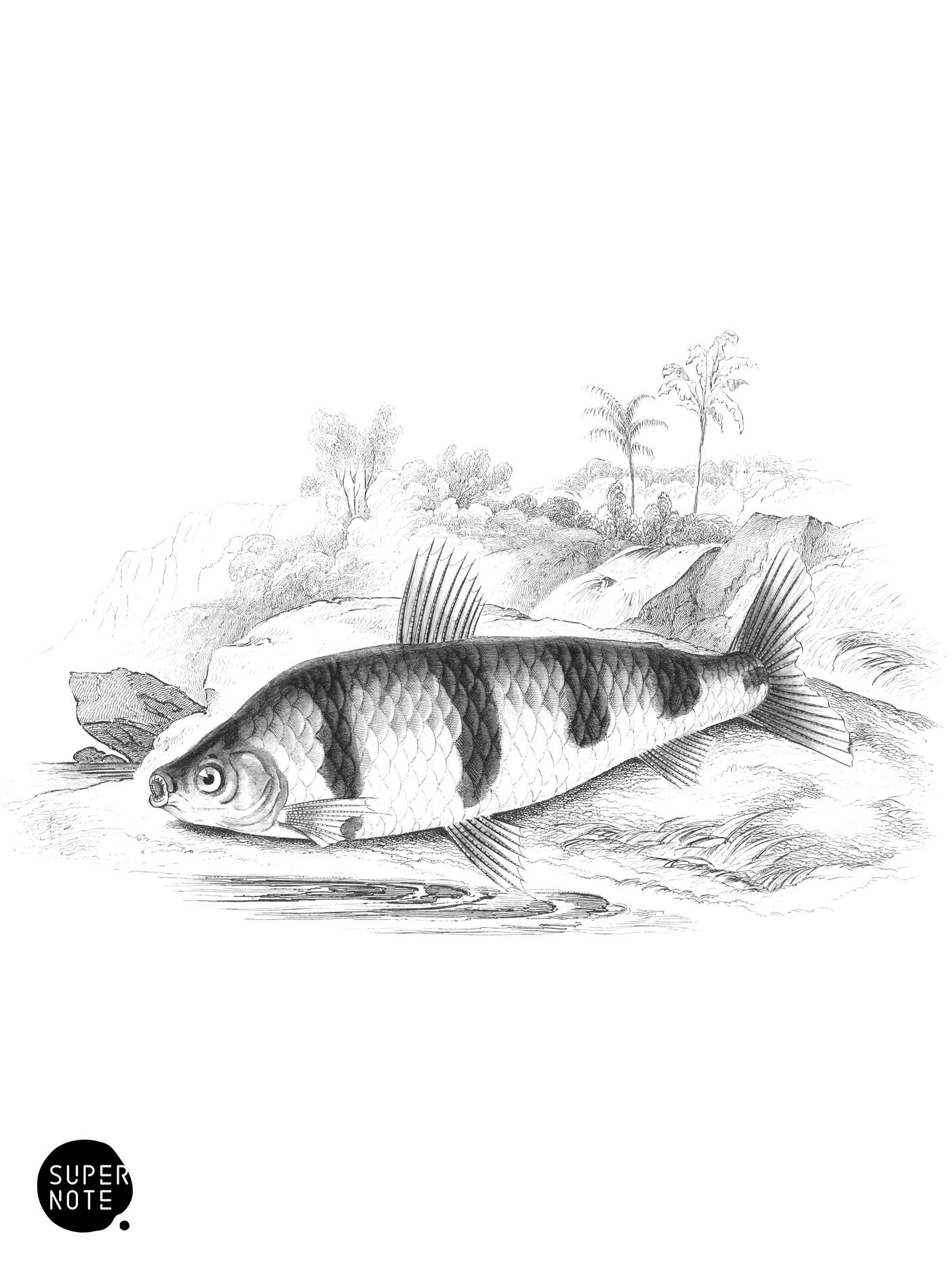 Banded Schizodon (vol-32 plate-26).png