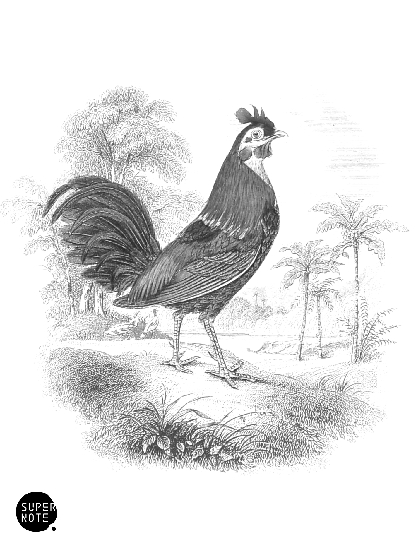 Bankiva Cock (vol-05 vignette).png