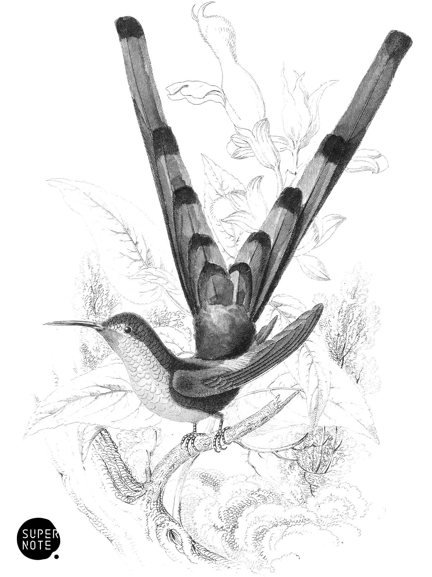 Bar-Tailed Humming-Bird (vol-03 plate-23).png