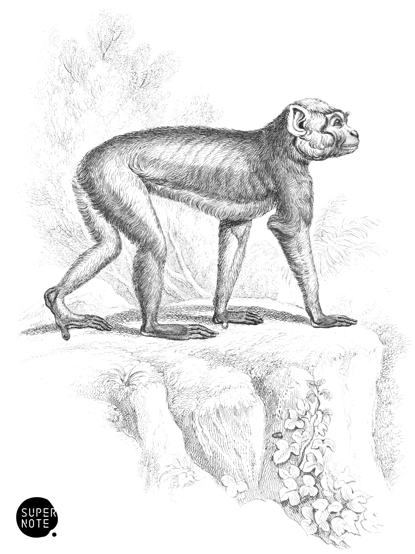 Barbary Ape (vol-02 plate-15-cw).png