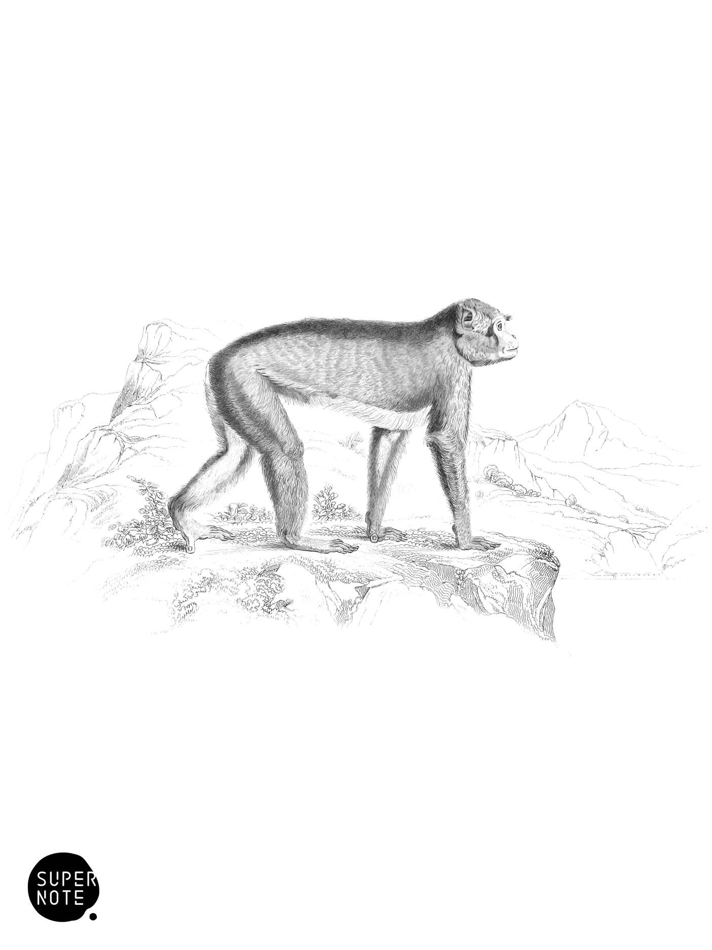 Barbary Ape (vol-02 plate-15-lizars).png