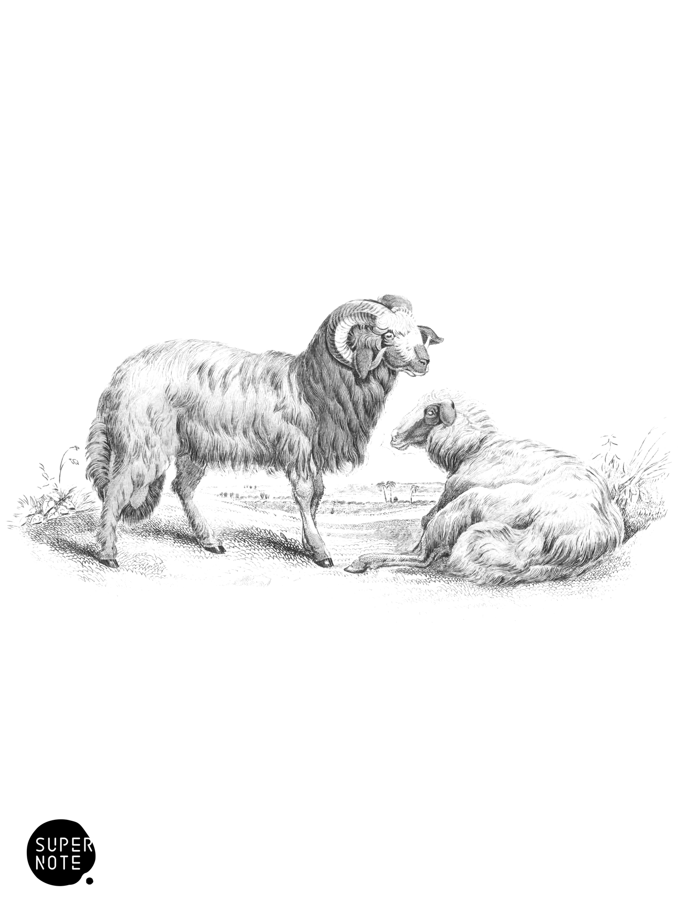 Barbary Broad-Tailed Sheep (vol-12 plate-17).png