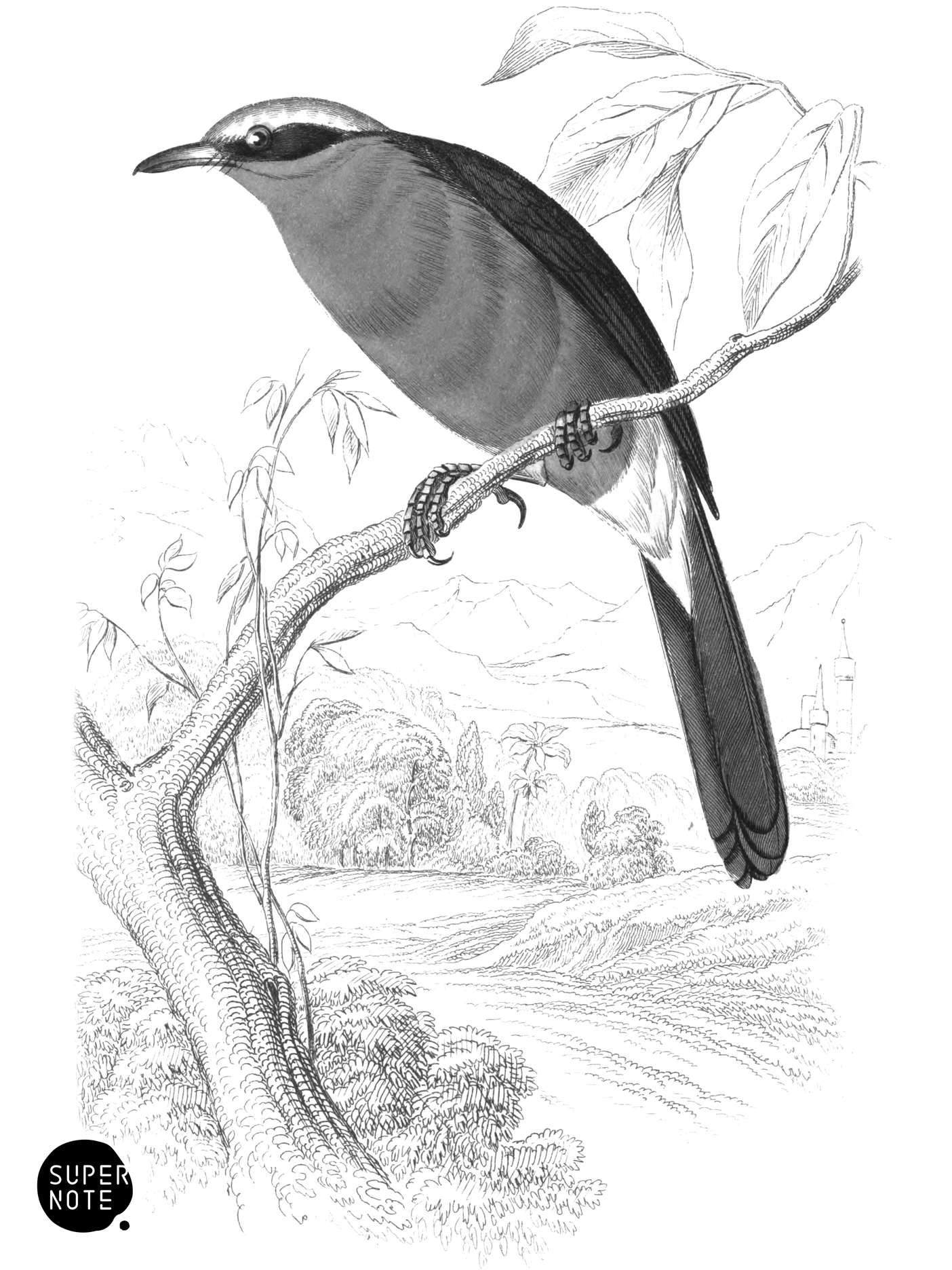 Barbary or Yellow Crowned Bush-Shrike (vol-17 plate-24).png