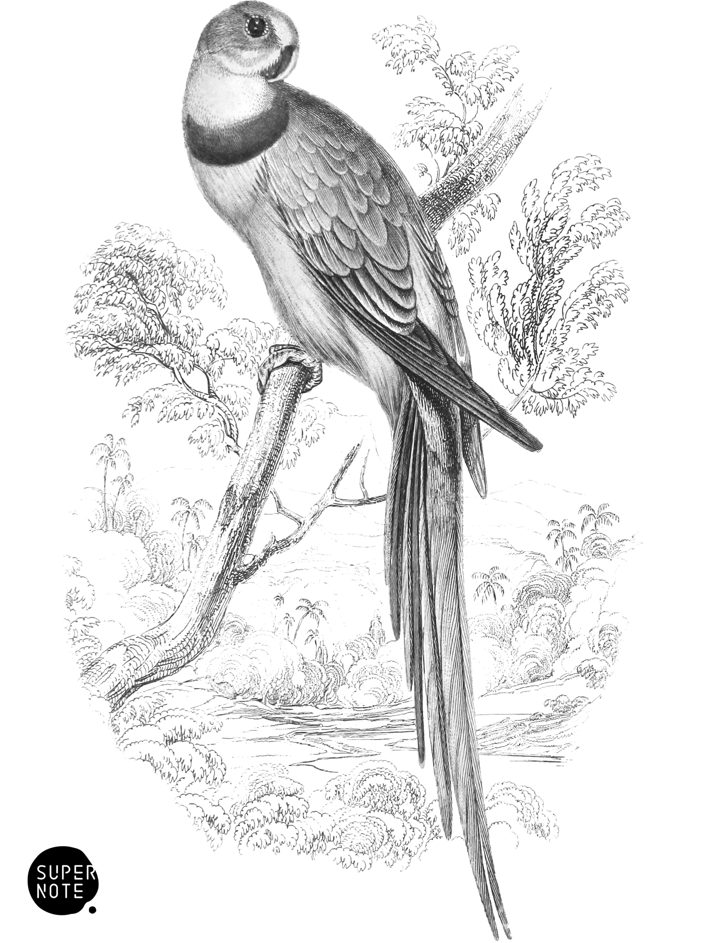 Barraband Ring-Parrakeet (vol-15 plate-1).png