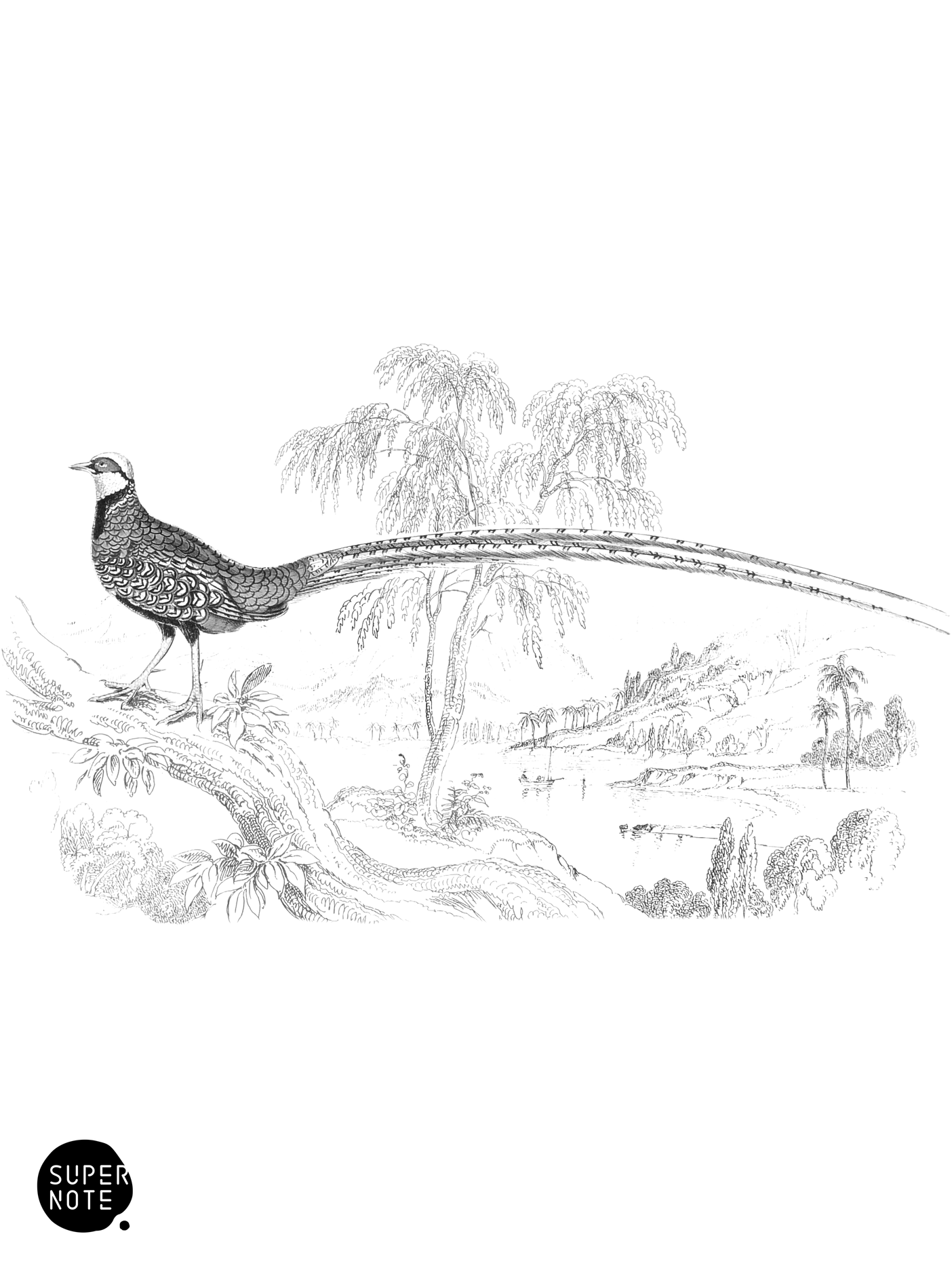 Barred-Tailed Pheasant (vol-05 plate-16).png