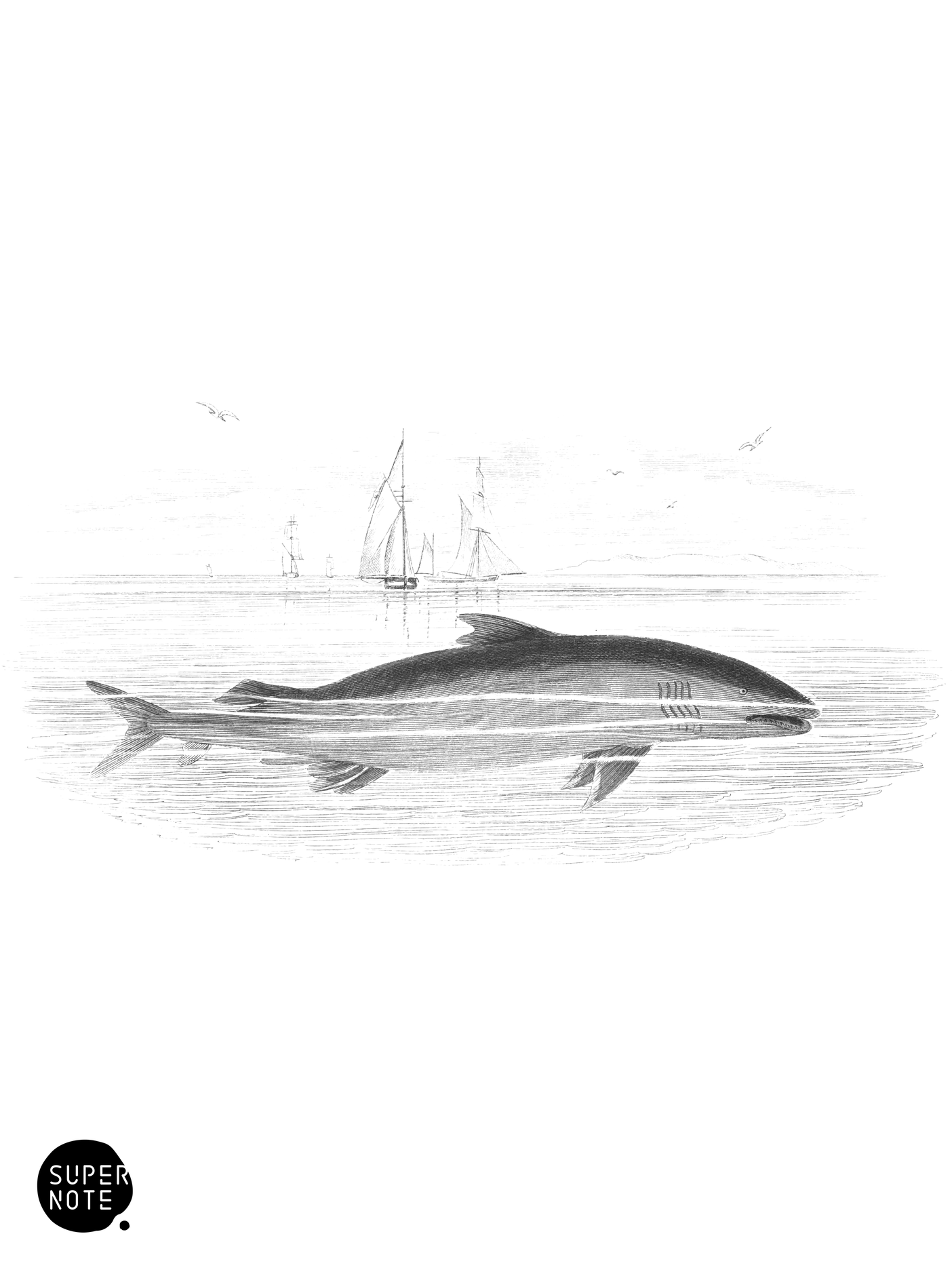 Basking Shark (vol-39 plate-26).png