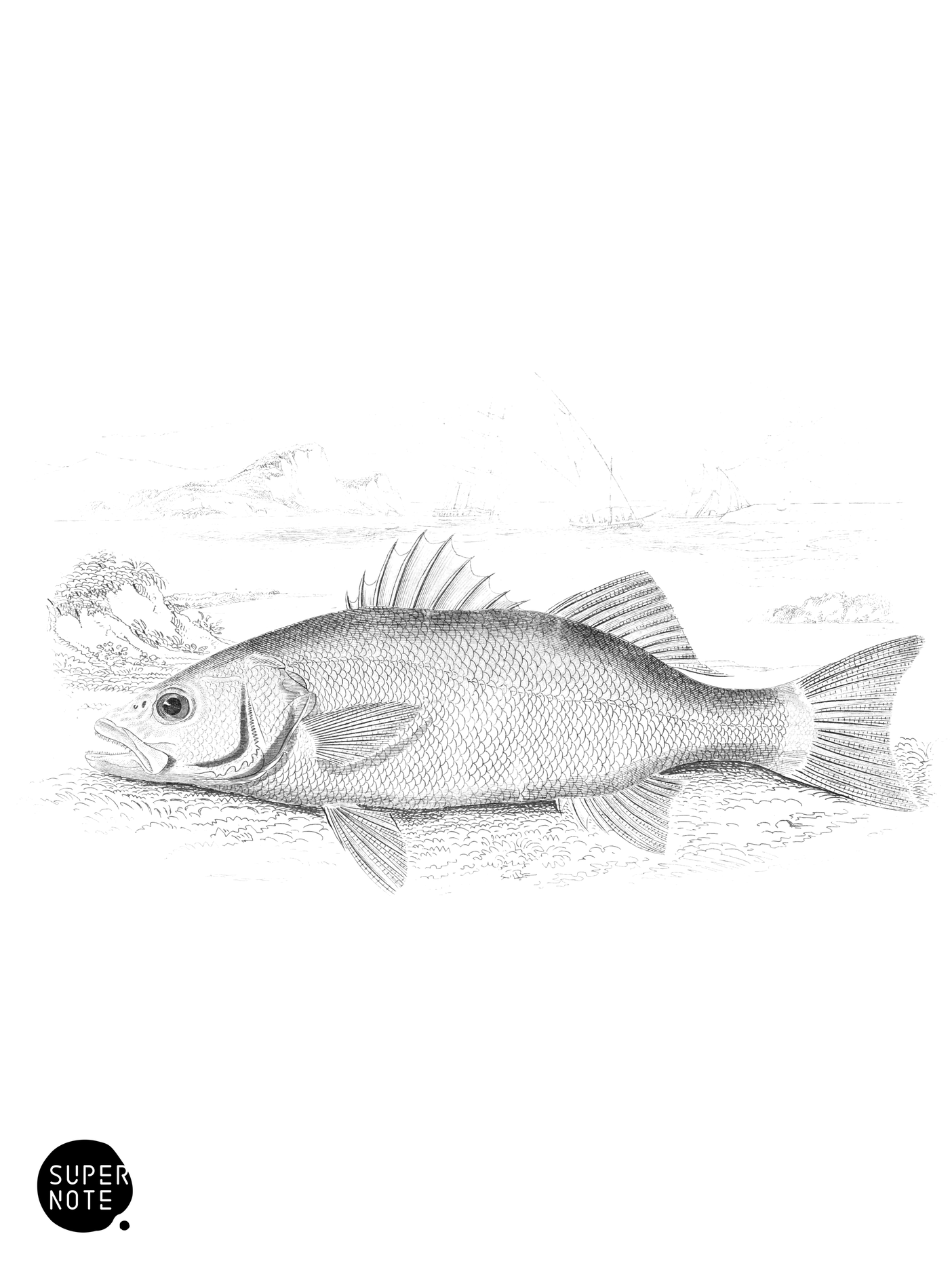 Basse, or Sea Perch (vol-07 plate-2).png