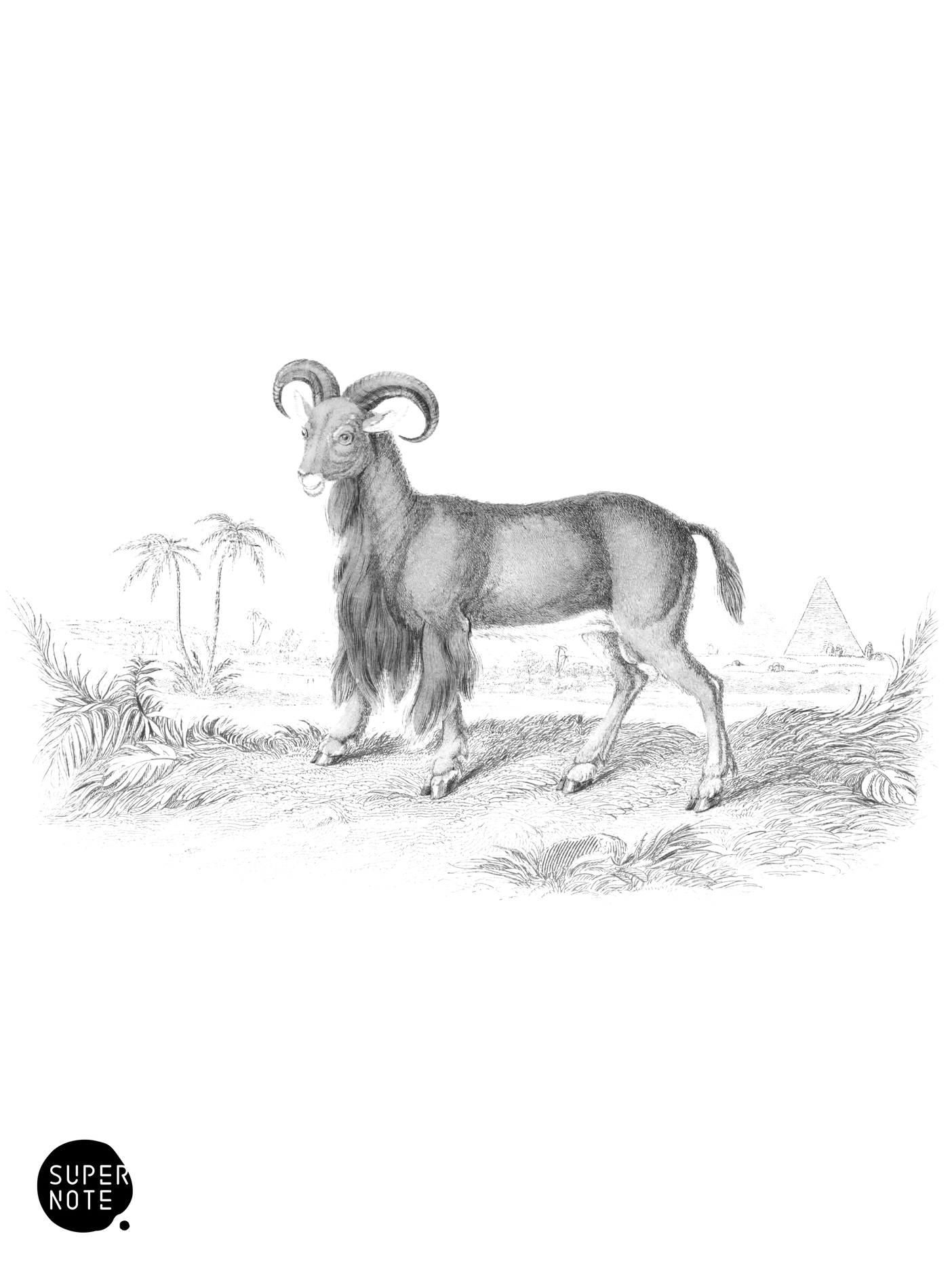 Bearded Argali (vol-12 plate-12).png