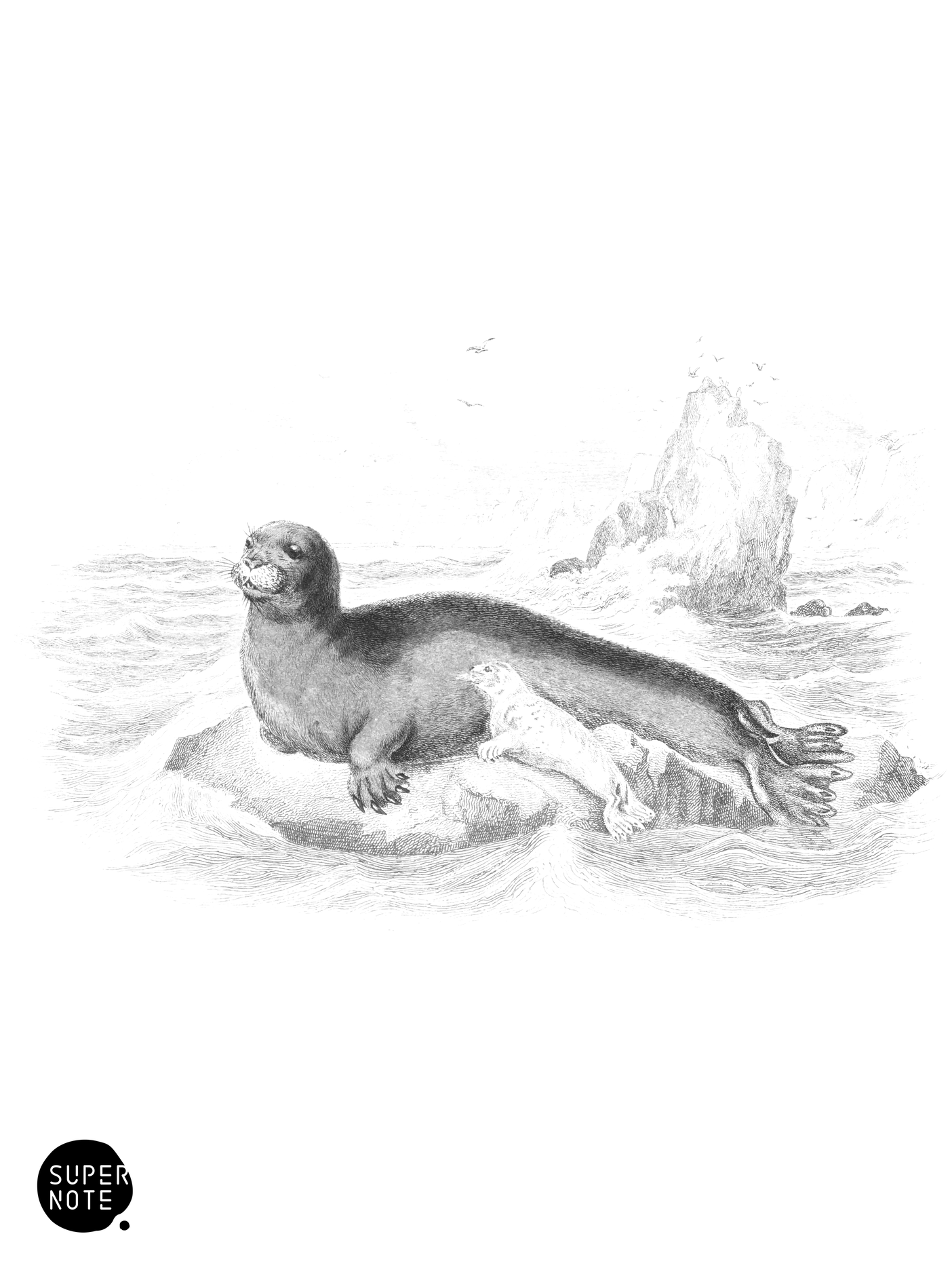 Bearded, or Great Seal (vol-23 plate-5).png