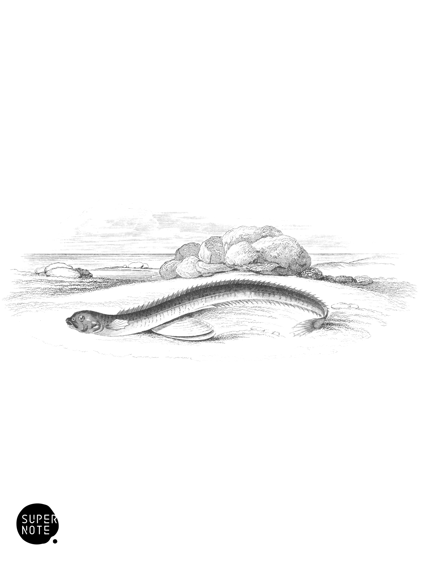 Beardless Ophidium (vol-39 plate-17).png