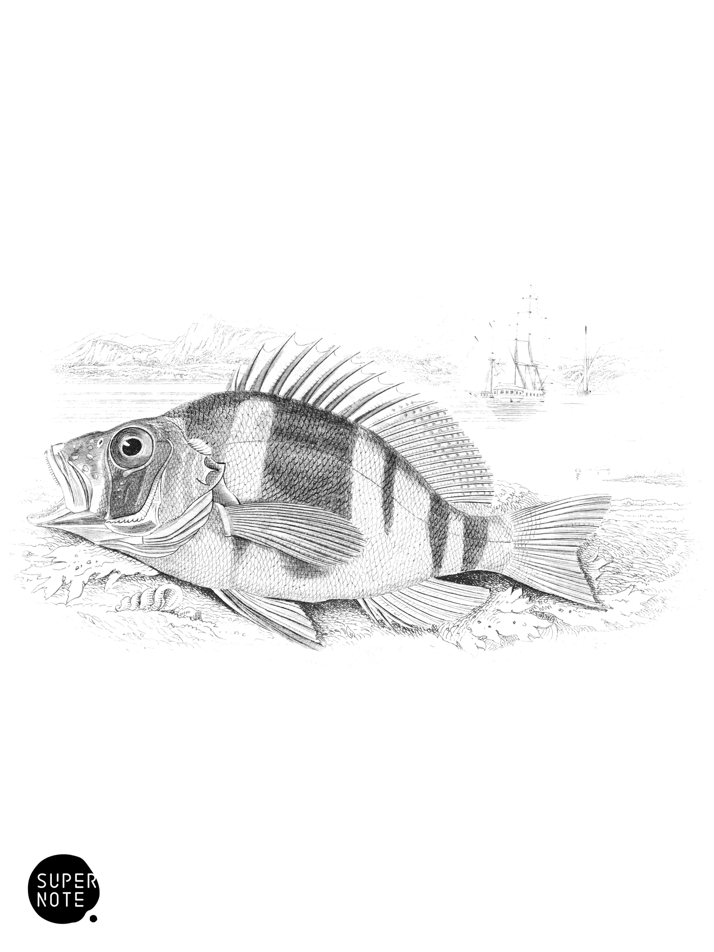 Beautiful Plectropoma (vol-07 plate-22).png