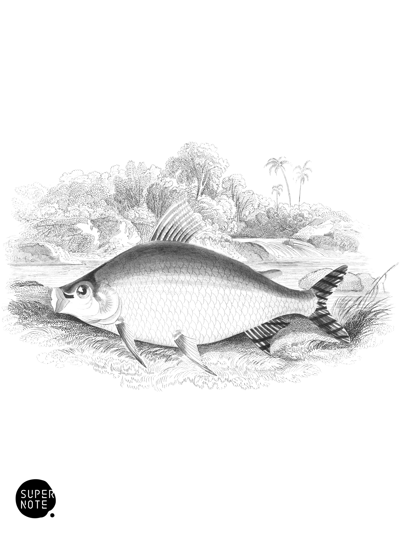 Beautiful Salmon-Carp (vol-32 plate-30).png