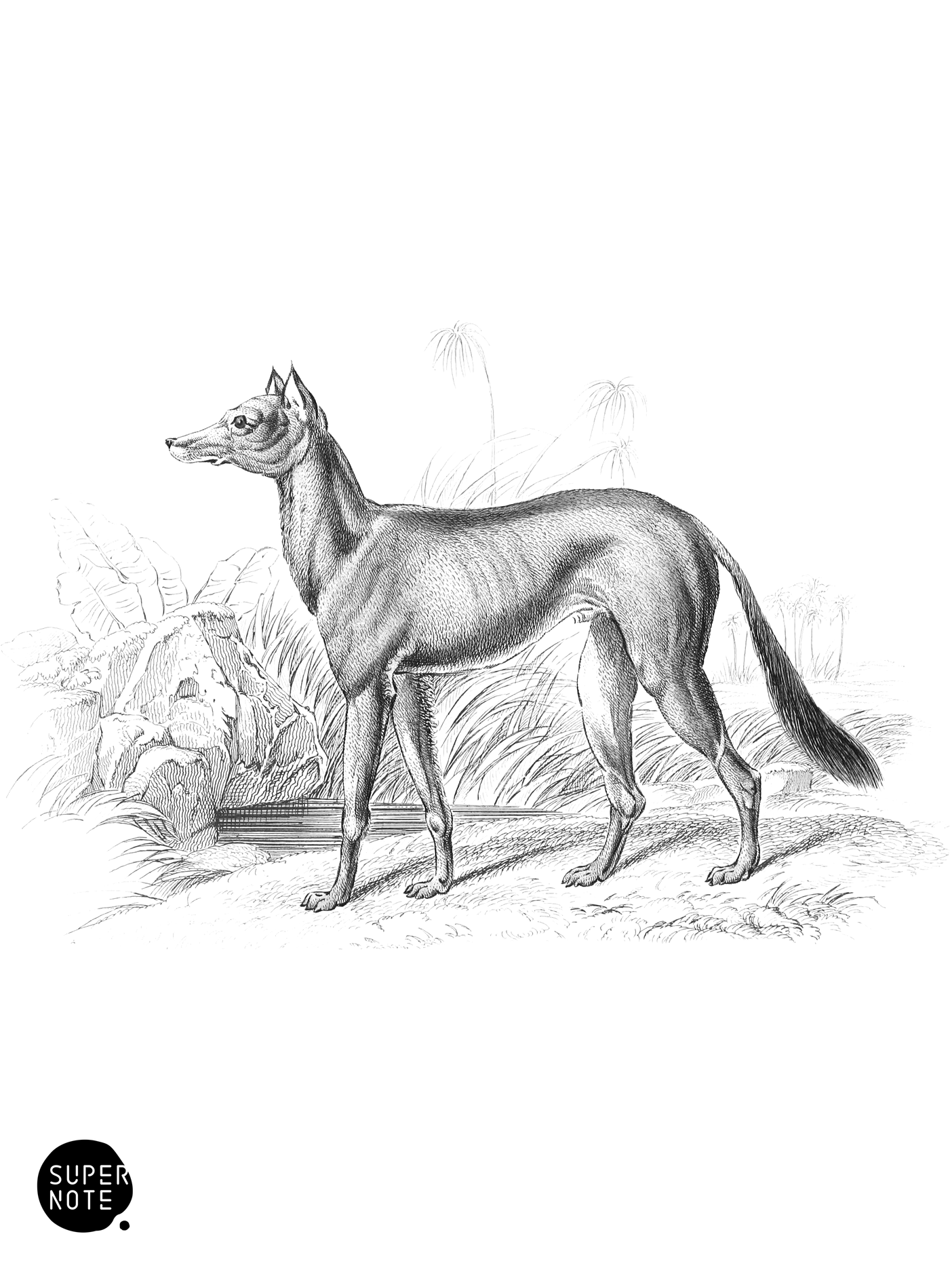 Bedouin Greyhound of Akaba (vol-28 plate-9).png