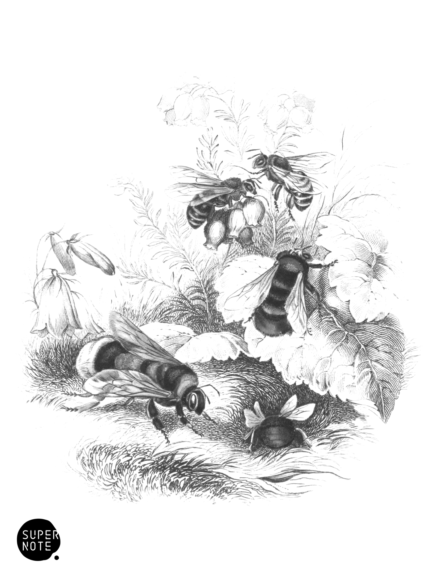 Bees (vol-26 vignette).png