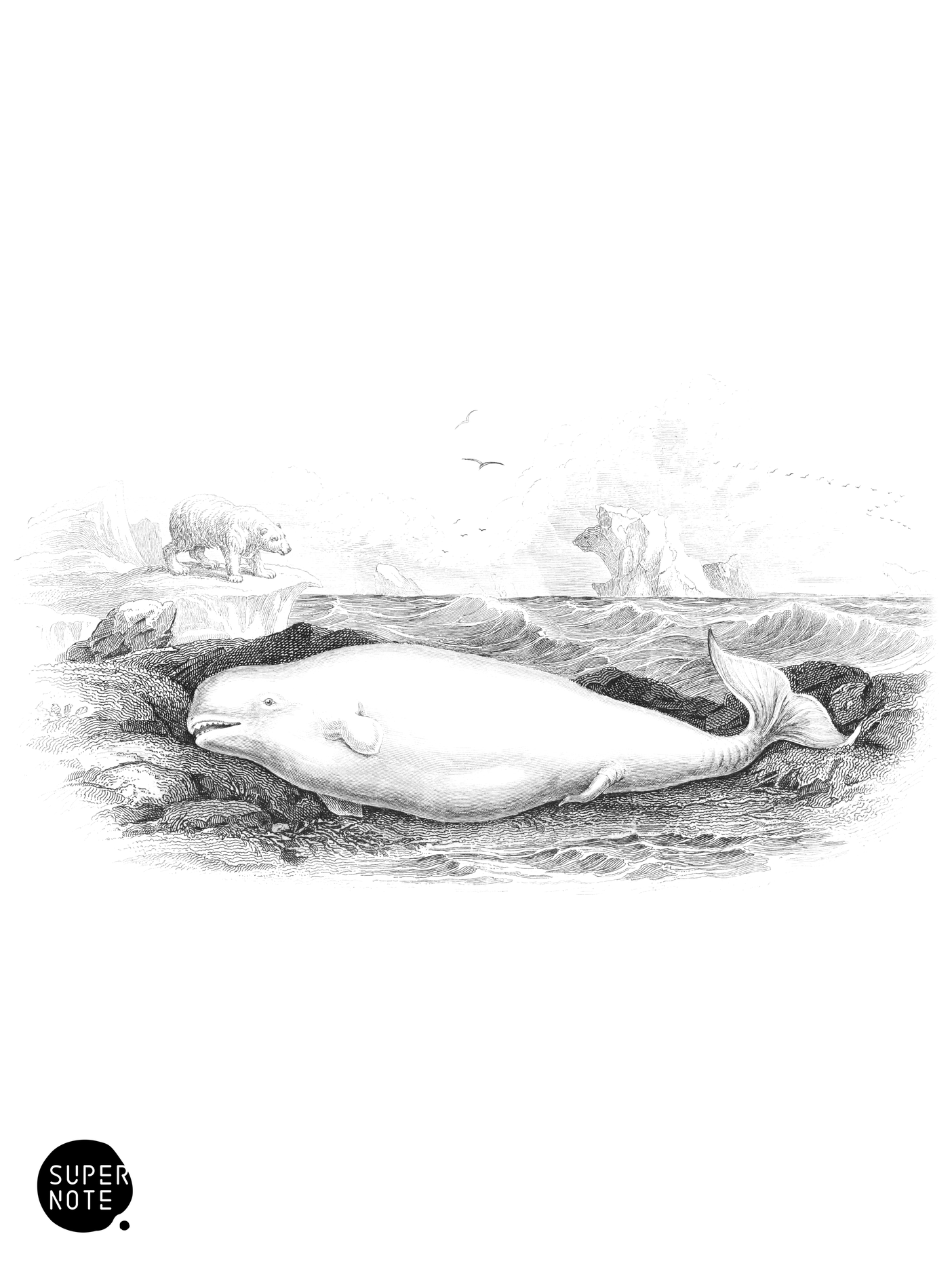 Beluga, or White Whale (vol-16 plate-15).png