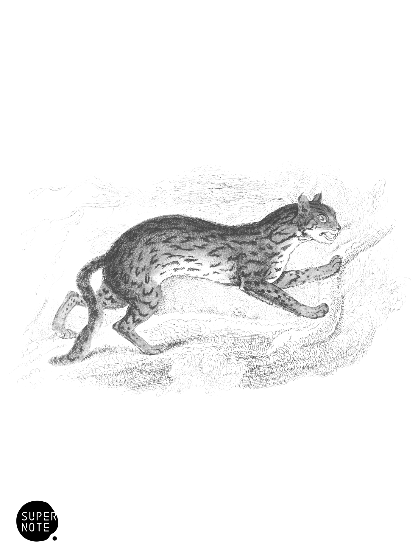 Bengal Cat (vol-04 plate-20).png