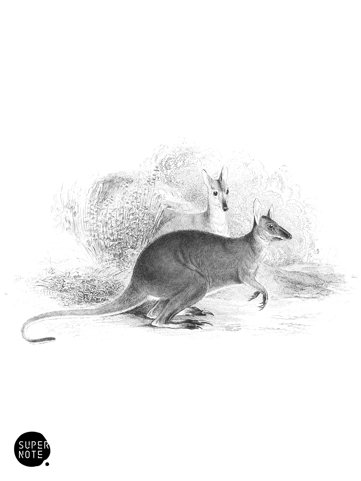 Bennett’s Kangaroo (vol-30 plate-19).png