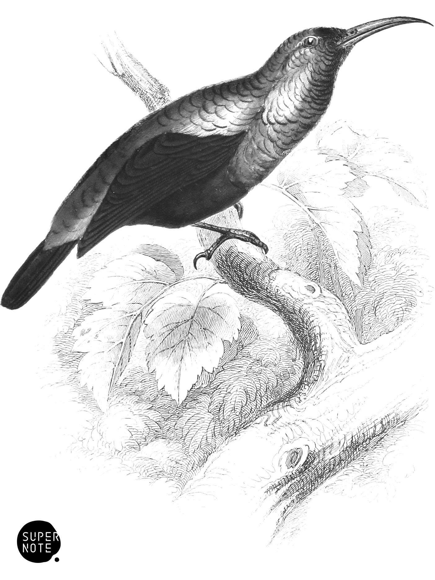 Bifasciated Sun-Bird (vol-36 plate-4).png