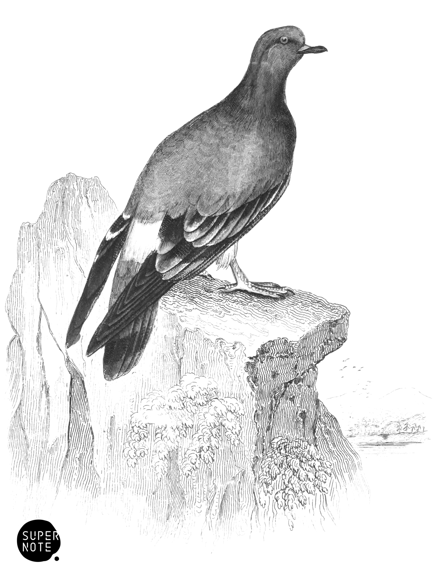 Biset or Wild Rock-Pigeon (vol-09 plate-12).png