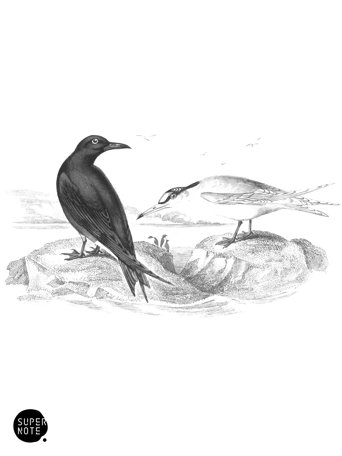 Black & Lesser Terns (vol-40 plate-22).png